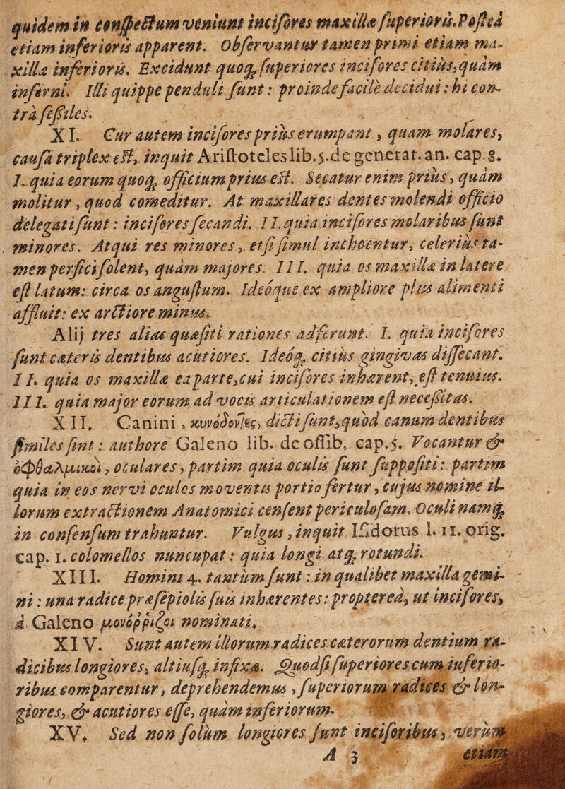 quidem m vmhm imifms fkpimm. Fefkd etiam inferioris apparent, obfervantur tamen primi etiam ma¬ xilla inferioris. Excidunt quofefiperiores imi fores citius,quam inferni Illi quippe penduli funt: proinde facile decidui; hi con¬ tra. Jef ile s. XI Cur autem incifor es prius erumpant 3 quam molares, caufa triplexe!ty inquit Ariftotekslib. 5. degenerat, an. caps* L quia eorum quofe offietum prius e&. Secatur enim prius ? quam molitur, quod comeditur. At maxillares dentes molendi officio delegat i funtinci for esfecandt. 1L quia mctfores molaribus funt minores. Atqui res minores , etfifimul inchoentur, celerius ta¬ men perfici folent, quam majores. III. quia os maxilU in latere ef latum: circa os anguflum. Ide0'que ex ampliore plm alimenti affluit: ex aritiore minm, Alij tres aliae quafiti rationes ad ferunt* I. quia incifcres funt caleris dentibus acutiores. ideofe citius gingivas dijfe eant, 17..quia os maxilla ea parte,cui inefior es innarent, efl tenuius. IX1. quia major eorum ad vocis articulationem efi necef itas. X IL Canini > xvvoSovtvg, dtcHJuntyqmd canum domibus fimiles fint: authore Galeno lib. deoffib, cap,5. Vocantur & bQ&ccApucdi , oculares, partim quia oculis funt fippofiti: partim quia in eos nervi oculos moventes portio fertur, cujus mmine il¬ lorum extractionem Anatomici cenfent perieulofam. oculi nam fe in confenfum trahuntur. Vulgus, inquit. Ifldorus 1. n. orig. cap. 1 .colomellos nuncupat: quia longi atfe rotunda. XIII- Homini 4. tantum Junt:in qualibet maxilla gemi¬ ni : una radice prafepiolis fu is inharentes: propter ed? ut inci for es, i. Galeno ^ovoppifoi nominati* XIV. Sunt autem illorum radices, ceterorum denttum ra¬ dicibus longiores, altiuffe infixa. Jpucdfifuperiores cum inferio¬ ribus comparentur, deprehendemus , fupermurn radices & lon¬ gior es>;& acutiores effe, quam inferiorum. IP I XV* Sed non folum longiores funt miforibm% verm A $ -f um