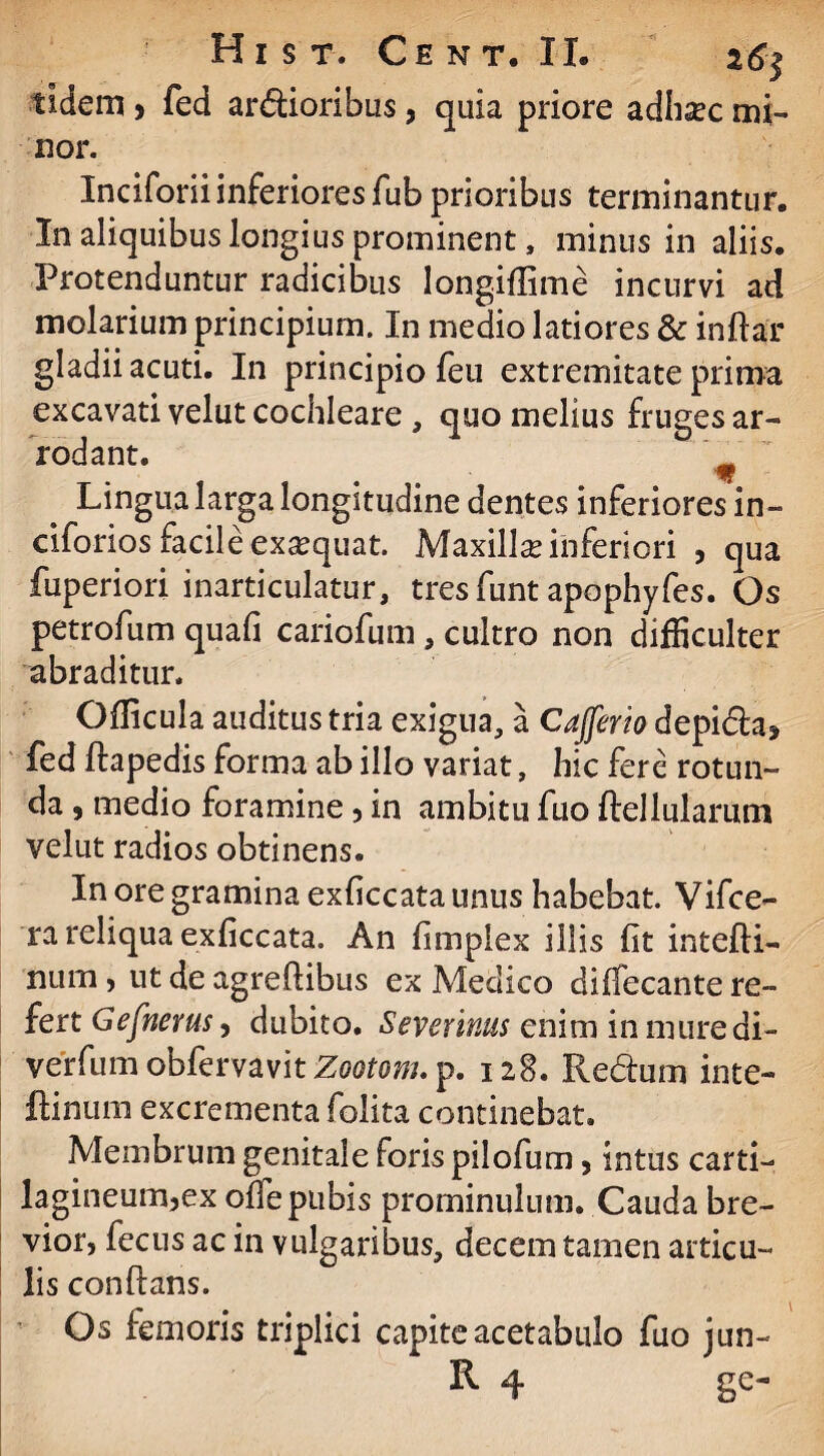 H i s t. Ce n t. II. 26$ tldem > fed ardioribus, quia priore adhsec mi¬ nor. Inciforii inferiores fub prioribus terminantur. In aliquibus longius prominent, minus in aliis. Protenduntur radicibus longiflime incurvi ad molarium principium. In medio latiores & inftar gladii acuti. In principio feu extremitate prima excavati velut cochleare , quo melius fruges ar¬ rodant. Lingua larga longitudine dentes inferiores in- ciforios facile exaequat. Maxilla inferiori , qua fuperiori inarticulatur, tres funt apophyfes. Os petrofum quafi cariofum, cultro non difficulter abraditur. Officula auditus tria exigua, a Cajferio depida^ fed ftapedis forma ab illo variat, hic fere rotun¬ da , medio foramine, in ambitu fuo ftellularum velut radios obtinens. In ore gramina exficcata unus habebat. Vifce- ra reliqua exficcata. An iimpiex illis lit intefti- num , ut de agreftibus ex Medico dififecante re¬ fert Gefnerus, dubito. Severmis enim in muredi- verfum obfervavit Zootom. p. 128. Redum inte- ftinum excrementa folita continebat. Membrum genitale foris pilofum, intus carti¬ lagineum,ex olle pubis prominulum. Cauda bre¬ vior, fecus ac in vulgaribus, decem tamen articu¬ lis conftans. Os femoris triplici capite acetabulo fuo jun-