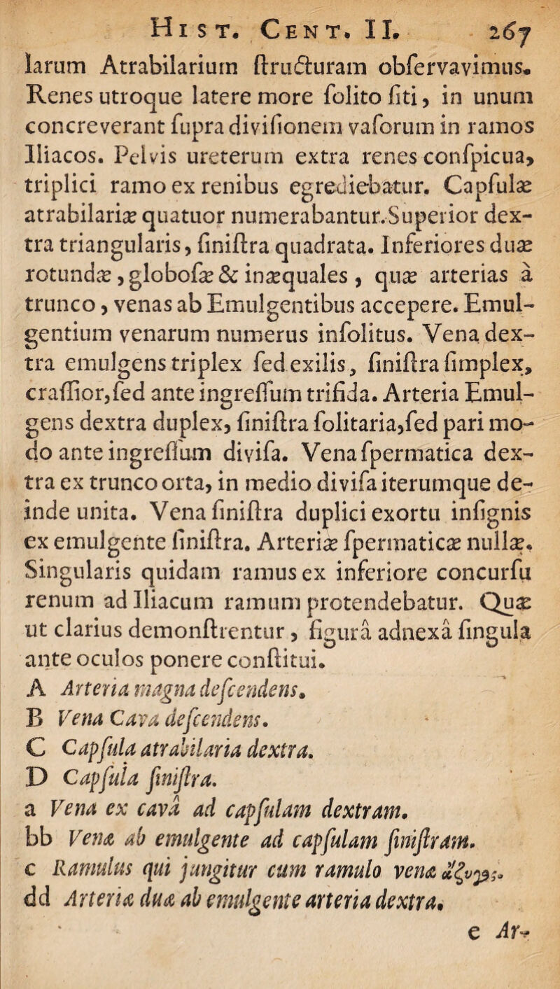 larum Atrabilarium ftrii&uram obfervavimus. Renes utroque latere more folitofiti, in unum concreyerant fupra divifionem vaforum in ramos Iliacos. Pelvis ureterum extra renes confpicua, triplici ramo ex renibus egrediebatur. Capfulse atrabilaria? quatuor numerabantunSuperior dex¬ tra triangularis, finiffra quadrata. Inferiores duas rotundas , globofa?& insequales , qii£ arterias a trunco, venas ab Emulgentibus accepere. Emul¬ gentium venarum numerus infolitus. Vena dex¬ tra emulgenstriplex fed exilis, finiflrafimplex, craffior,fed ante ingreffum trifida. Arteria Emul¬ gens dextra duplex, finiftra folitaria,fed pari mo¬ do ante ingreffum diyifa. Venafpermatica dex¬ tra ex trunco orta, in medio divifaiterumque de¬ inde unita. Vena finiftra duplici exortu infignis ex emulgente finiftra. Arterias fpermaticas nullse. Singularis quidam ramus ex inferiore concurfu renum ad Iliacum ramum protendebatur. Qua: ut clarius demonftrentur, figura adnexa ftnguia ante oculos ponere conflitui. A Arteria magna deficendens. B Vena Cava defcendem. C Capfiulaatrahilaria dextra. D Capfiula finiftra. a Vena ex cava ad capfidam dextram. bb Vena ab emulgente ad capfiulam finifiram. c Ramulus qui jungitur cum ramulo vena dd Arteria dua ab emulgente arteria dextra, e Arr