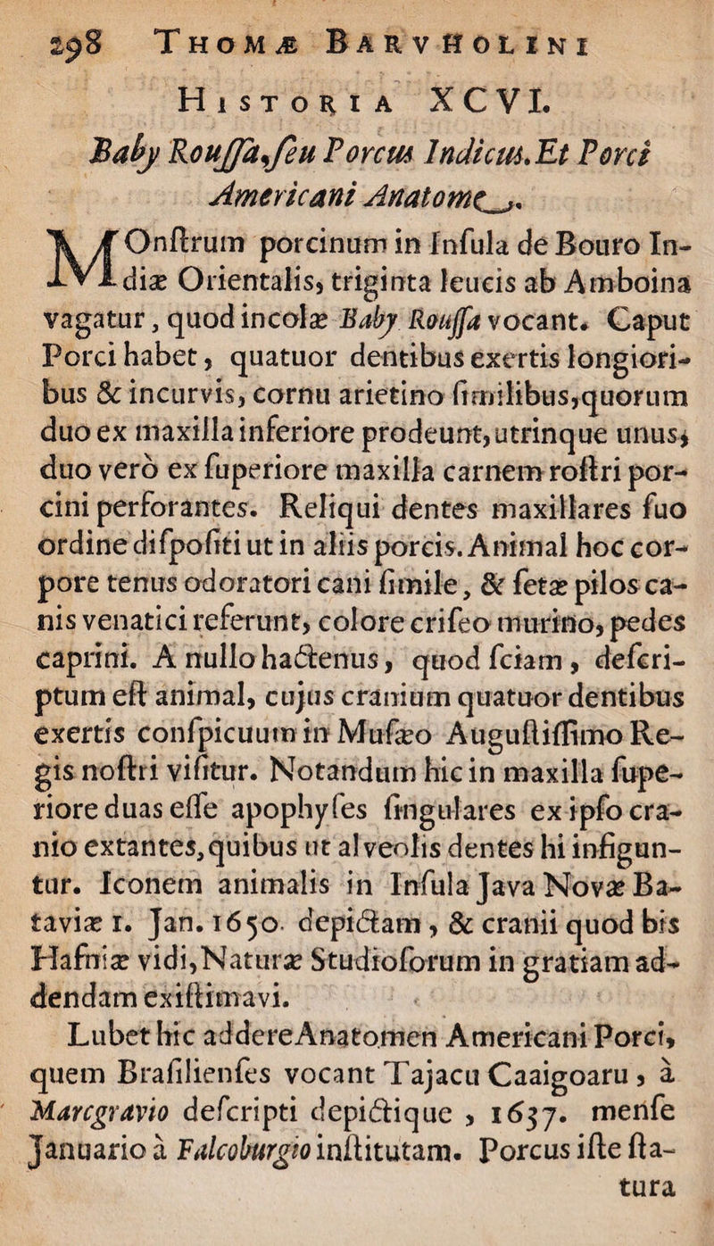 Historia X C VI. 'Baby KouJJa^feu P orem Indi em.Et Porci Americani Anatomo« MOnflrum porcinum in Infula de Bouro In» dix Orientalis, triginta leucis ab Amboina vagatur, quod incola Eabj Rmjfa vocant* Caput Porci habet, quatuor dentibus exertis longiori¬ bus & incurvis, cornu arietino fimilibus,quorum duoex maxilla inferiore prodeunt, utrinque unus* duo vero ex fuperiore maxilla carnem roflri por¬ cini perforantes. Reliqui dentes maxillares fuo ordine difpofiti ut in aliis porcis. Animal hoc cor¬ pore tenus adoratori cani firnile , & fetae pilos ca¬ nis venatici referunt, colore crifeo murino, pedes caprini. A nullo hadenus, quodfciam, deferi- ptum eft animal, cujus cranium quatuor dentibus exertis confpicuum in Mufeo Auguftiflimo Re¬ gis noftri vifitur. Notandum hic in maxilla fupe- rioreduaselfe apophyles lingulares ex ipfo cra¬ nio extantes,quibus ut alveolis dentes hi infigun¬ tur. Iconem animalis in Infula Java Nova? Ba~ taviae i. Jan. 1650. depictam, 8c cranii quod bis Hafnia? vidi,Natur# Studioforum in gratiam ad¬ dendam exifiimavi. Lubethic addereAnatomen Americani Porci, quem Brafiiienfes vocant Tajacu Caaigoaru, a Marcgravio deferipti depidique , 1637. menfe Januario a Falcoburgto inftitutam* Porcus ifte fla¬