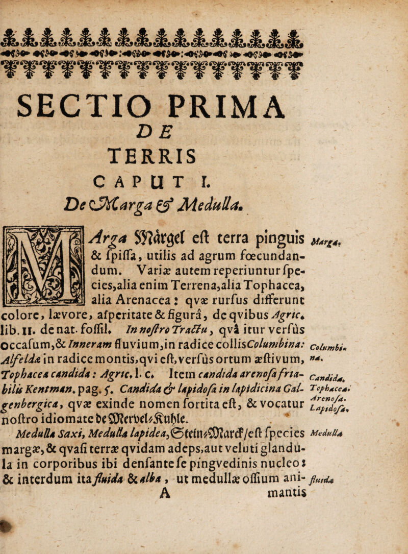 SECTIO PRIMA D E TERRIS CAPUT I. De CM.arga & Medulla. Arga Sparget eft terra pinguis v«r[4. & fpiffa, utilis ad agrum foecundan- dum* Varia? autem reperiunturfpe- cies,alia enim Terrena,alia Tophacea, alia Arenacea: qvx rurfus differunt colore, levore, afpcritate&figura, deqvibus^gr/r* lib.il. de nat. foflih lnnoftroTrattu, qva itur verfus OCcafum,& Inneram fluvium,in radice coWisColumbina: columbi* Alfelda in radice montis,qvieft> verfus ortum ^ftivum, »*• Tophacea cAndida: Agne* l c* Item cAndidA arcnofafna- candida bilis Kentrnan«, pag* 5** Candida & lapidofk in lapidicinx Gal- Tcfhgtcea» trenberrtca, qvx exinde nomen fortitaefh & vocatur LftroidiomatclcSm<rWI.S.H)I<. . ' ' f Medulla Saxi, Medulla lapidea^UilV/^SfliXXcf jcOi fpecies Medulli marga?> & qvafi terras qvidam adeps, aut veluti glandu¬ la in corporibus ibi denfantefe pingvedinis nucleo j & interdum ita,flmd* & *lfo, ut medulla: oflium ani- /*,,& A mantis