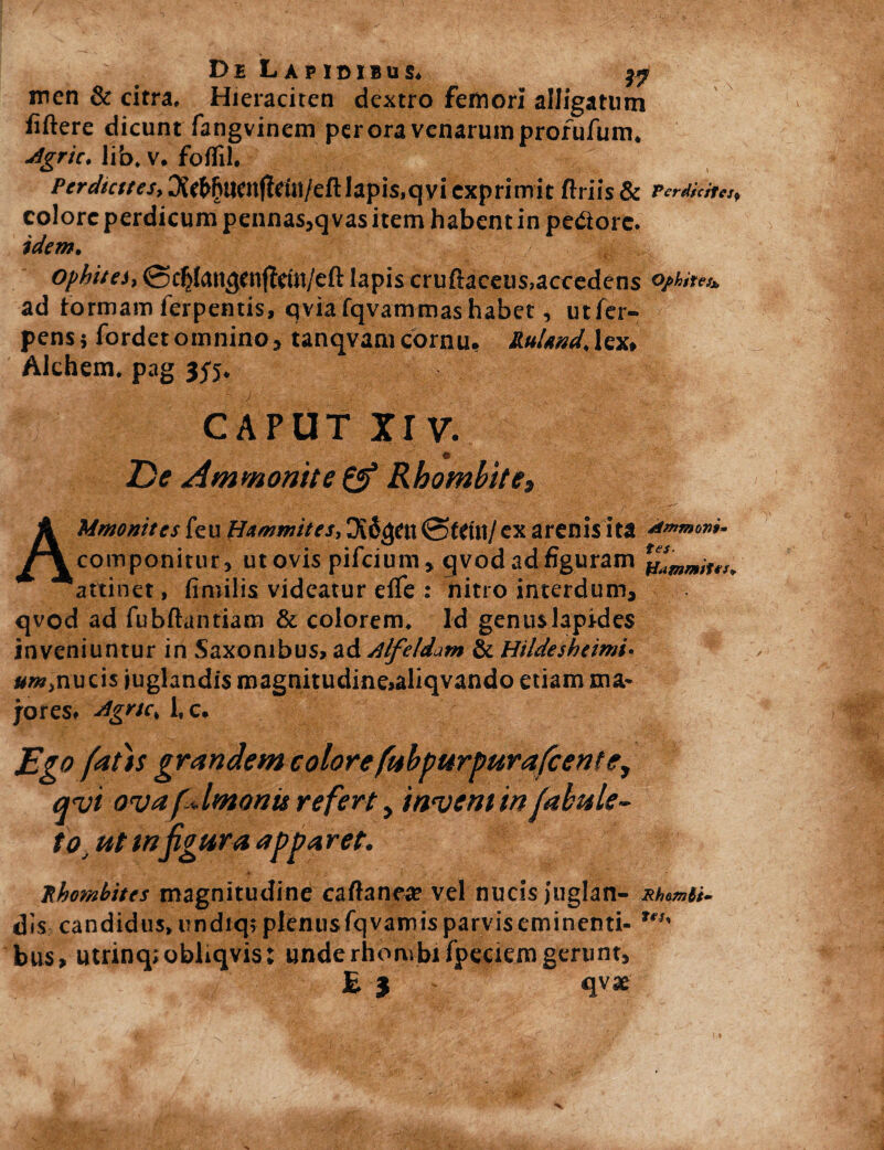 ■ _ De Lapidibus. & men & citra. Hieraciten dextro femori alligatum fiftere dicunt fangvinem per ora venarum profufum. ■Agrie, lib. v. foflil. Perdtcttes, jXc^uenjleiti/eftlapis.qyi exprimit ftriis & PcreiictTej) colore perdicum pennas,qvas item habent in pe&orc. idem. ■ - / ' jgg.,. ophites, @c$angenffetn/eft lapis cruftaceus,accedens ©/«»**. ad tormam ferpentis, qvia fqvammas habet, utfer- pens 5 fordet omnino, tanqvam cornu, Rulmd, lex, Alchem. pag CAPUT XI V. De Ammonite & Rhombite, AMmonites feu Hxmmites, Did^en ex arenis ita componitur, ut ovis pifeium, qvod ad figuram attinet, fimilis videatur eife : nitro interdum, qvod ad fubftantiam & colorem. Id genuslaprdes inveniuntur in Saxonibus, ad AIfeidam & Hildesheimi• »/»,nucis juglandis magnitudine>aliqvando etiam ma¬ jores. Agne. 1, c. Ego fatis grandem colore fubpurpurafcent e, avi ova fdmonis refert, inveni in fabule- to ut tnfigura apparet. phombites magnitudine caftanea? vel nucis juglan¬ dis candidus, undiq; plenus fqvamis parvis eminenti¬ bus» utrinqtobhqvis: unde rhombi fpeaem gerunt, E $ - qv* Ammovi* tes- ffafnmifts* Rhombi-