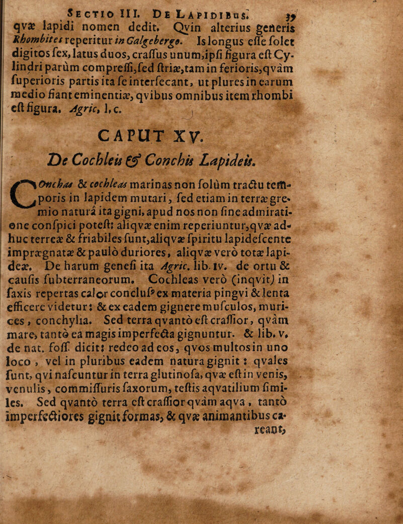 Sectio III. De Lapidibus^ qvae lapidi nomen dedit. Qvin alterius generis Hhombitet reperitur in Calgeberge. Is longus eflfefolct digitos fex, latus duos, craffus unum,ipfi figura eft Cy¬ lindri parum compreffi,fed ftri*,tam in ferioris,qvam fuperioris partis ita feinterfecant, utpluresinearum medio fiant eminentia, qvibus omnibus item rhombi i eft figura. Agrie, l. c. * , CAPUT XV. De Cochleis & Conchis LaptdeU. COncha* & cochleas marinas non folum tradu tefll- poris in lapidem mutari, fed etiam in terra; gre¬ mio natura ita gigni, apud nos non fine admirati¬ one confpici potefts aliqv*enim reperiuntu^qv*1 ad¬ huc terrete & friabiles funt,aliqv* fpiritu lapidefcente impraegnat» & paulo duriores, aliqvte vero tot* lapi¬ de*. De harum genefi ita Agrie, iib. iv. de ortu & caufis fubterraneorum. Cochleas vero (inqvitj in faxis repertas calor concluPex materia pingvi & lenta efficere videtur} & ex eadem gignere mufculos, muri¬ ces , conchylia. Sed terra qvanto eft craffior, qvam mare, tanto ea magis imperfeda gignuntur. & lib. v, de nat. foffi dicit: redeo ad eos, qvosmultosin uno loco, vel in pluribus eadem natura gignit: qvales funt, qvi nafcuntur in terra giutinofa, qv* eft in venis, venulis, commifturis faxorum, teftis aqvatilium fimi- les. Sed qvanto terra eft craffior qvam aqva , tanto imperftdiores gignit formas, & qv* animantibus ca- reant,