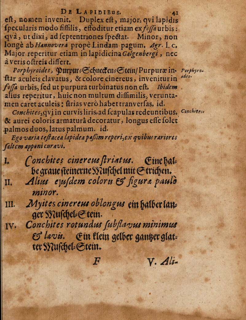 eft, nomen invenit» Duplex eft, major, qvi lapidis fpecularis modo fifiilis, effoditur etiam exfcjjk urbis : qva, ut dixi, adfeptentrionesfpedlat. Minor, non longe abHannovera propeLindam pagum, dgr. l.c. Major reperitur etiam in h^ldicind.Calgenbergi , nec a veris oftrcis differt. Porphyroides, 95tirpttr'/@djttfd?ett*0Kut/Purpura? in* flar aculeis clavatus, & colore cinereus, inveniturin fotfk urbis, fcd ut purpura turbinatus non eft» ibidem alius reperitur, huic non multum diflimilis, verunta- men caret aculeis: ftrias vero habet tranverfas, id. Cottchites3<\\\[\\ curvis liris,ad fcapulas redeuntibus» & aurei coloris armatura decoratur, longus effefolet palmos duos, latus palmum, id. Ego vario, tejiacea lapideapajstm reperi3ex qvibm rariores faltem apponi curavi, h Qonchites cinereusftrUtus. fce ^raue jletttevw mtf ©tvtfjjeti* s II. filius cysfdem coloris & figuret paule minor. III. Myites cinerem oblongus tfn fwiWw Uw get^uff&ek©feui. IV» Conchites rotundus fiubjlanjus minimus ef Uvis. <£in f(ei« gelfor gfofc P*:?1 y.m Vorphyro* s des» Conchites*
