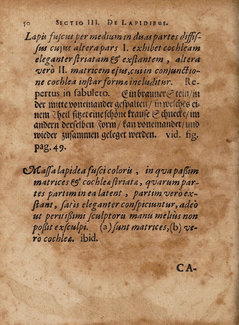 Lapis fujcm per medium m duas Partes dijfif- fm cu)m altera pars I. exhibet cochleam eleganterfiriatam & exjlantem , altera ruero II. matricem ejut,cui in conjunctio¬ ne cochlea infiarforma includitur. Re¬ pertus in fabuleto. Cut^WUHCfCtCiil/iW ixx mitte Doncmankt gefpalten / mm ' ^timu^mdxmfc gt^ncd'e/tm anfcem i>|tfctben $wm:/ tmMmmntotivtxfo n>ic£>cr pfammcn gelcgct weftetw. viet %. Pag-49* %dd$£ajfa lapidea fufetcoloris , in qvapafiim matrices & cochleaflriata, quarum par¬ tes partim in ea latent, partim vero ex- fiant s fatis eleganter confpicmntur, adeo ut peritifitmi Jculptoru manu melms non pojltt exfculpi. (a)funt matrices, (b) ve¬ ro cochleis, ibict CA-