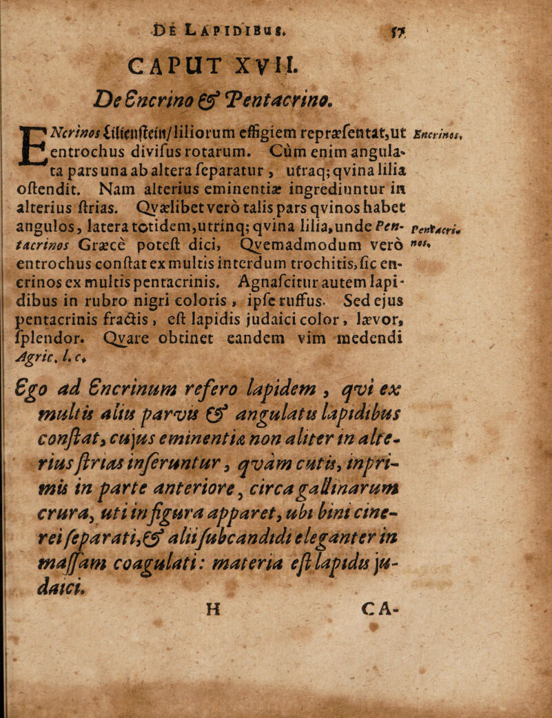 t)E LAPIDIBUS, W CAPUT XVII. De Sncrino & Tentaerino. EAVrww<eHjleitl/liliGrum effigiem repra?fentat,ut entrochus divifus rotarum. Cum enim angula¬ ta pars una ab altera feparatur , utraq; qvina lilia oftendit. Nam alterius eminentia; ingrediuntur in alterius ftrias. Qvariibet vero talis pars qvinos habet angulos, latera totidem,utrinq;qvina lilia,undefe«- tacrinos Gra;ce poteft dici, Qvemadmodum vero en trochus confiat ex multis interdum trochitis,ficen- crinos ex multis pentacrinis. Agnafcitur autem lapi¬ dibus in rubro nigri coloris , ipferuffus- Sed ejus pentacrinis fradis, eft lapidis judaici color, Ja?vor, lplendor. Qvare obtinet eandem vim medendi dgrie, l. c. Ego ad Sncrinum refero lapidem , qvi ex multis aliis parvis & angulatis lapidibus conftatt cujus eminentia non aliter in alte¬ rius flnas inferuntur 3 qvdm cutis impri¬ mis in parte anteriore, circa gallinarum crura, uti in figura apparet, ubi bini cine¬ rei feparati,& aliifubcandtdt eleganter in Ener in os i Pentacrs* nos«