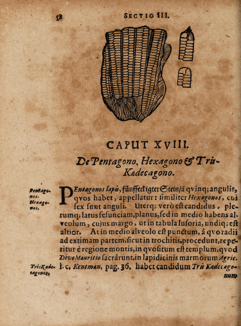 CAPUT Xyin. ferrtago* nos* ffexxgQm nos. De:Pentagono, Hexagono fi^Tris- Kizdecagono. 'Enttgoms lapis-, fftriflfitcf r3f«0ftltl/a qvitiq; angulis» qvos habet3 appellatur: ii m iJi ter Hexagonos, cui fex fnnt anguli* Uterq; verdefteandidus , ple* rumqilatusfefunciamjpianusjfed in medio haberis al¬ veolum^ cujus margo, ut in tabula lufomjUndiq;eft altior* At in medio alveolo eff punftum, a qvo radii ad extimam partem,ficutin trochitis»procedunt,repef- ritur e regione montis,m qvofitum eft templuiruqvod DivaMauritio facrarunt,in lapidicinis marmorum Agrie,