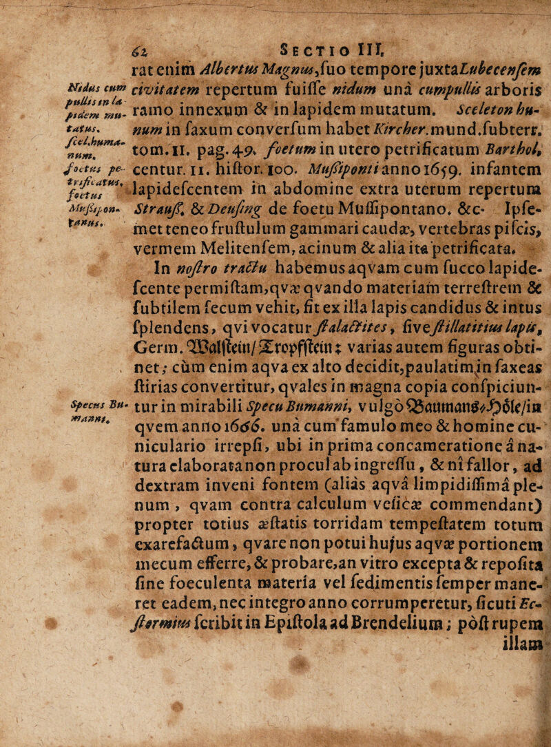 Nidus cum puUts tn Ia ftdcm mu¬ tatus, JccLhptma» num, foetus pe- tnjr catus, foetus Mufttfon* t an us. Specus Bu manni. 6z Sectio IIJ, rat enim Albcrtm Magnmfwo tempore juxtaLubecenfem civitatem repertum fuiife nidum una cumpuliis arboris ramo innexum & in lapidem mutatum. Sceletonhu- num in faxum converfum habet /^rc^r.mund.fubterr. tom.ii. pag.4<?v foetum in utero petrificatum Barthol, centur. ii. hiftor. ioo^ Mufipomianno 1659. infantem lapidefcentem in abdomine extra uterum repertum Strauf kDeufwg de foetuMnflipontano. &c- Ipfe- met teneo fruftulum gammari caudae vertebras pifeis, vermem Melitenfem, acinum & alia ita petrificata. In nojlro trattu habemusaqvam cum fuccolapide- fcente permiftam?qvaqvando materiam terreftrem & fubtilem fecum vehit, fit ex illa lapis candidus & intus fplendens, qvi vocaturJtalaftites, {vtzJHllatitmlapis, Germ. 2Calffciti/^ropfjfettu varias autem figuras obti¬ net; cum enim aqva ex alto decidit,paulatim^infaxeas ftirias convertitur, qvales in magna copia confpiciun- tur in mirabili SpecuBnmahni, vuigbQ5^Utttan^*f5§le/itt qvem anno 16d6. una cum'famulo meo & homine cu¬ niculario irrepfi, ubi in prima concameratione a na¬ tura elaborata non procul ab ingreffu, &mfallor, ad dextram inveni fontem (alias aqva limpidiflimaple¬ num , qvam contra calculum vciidse commendant) propter totius artatis torridam tempeftatem totum exarefadium, qvare non potui hujus aqva? portionem inecum efferre, & probare,an vitro excepta & repofita fine foeculenta materia vel fedimentisfempermane-5 ret eadem,necintegroannocorrumperetur, ficutiFe- Jiermim feribit in EpiftolaadBrendeliiun; poft rupem if > \ illam