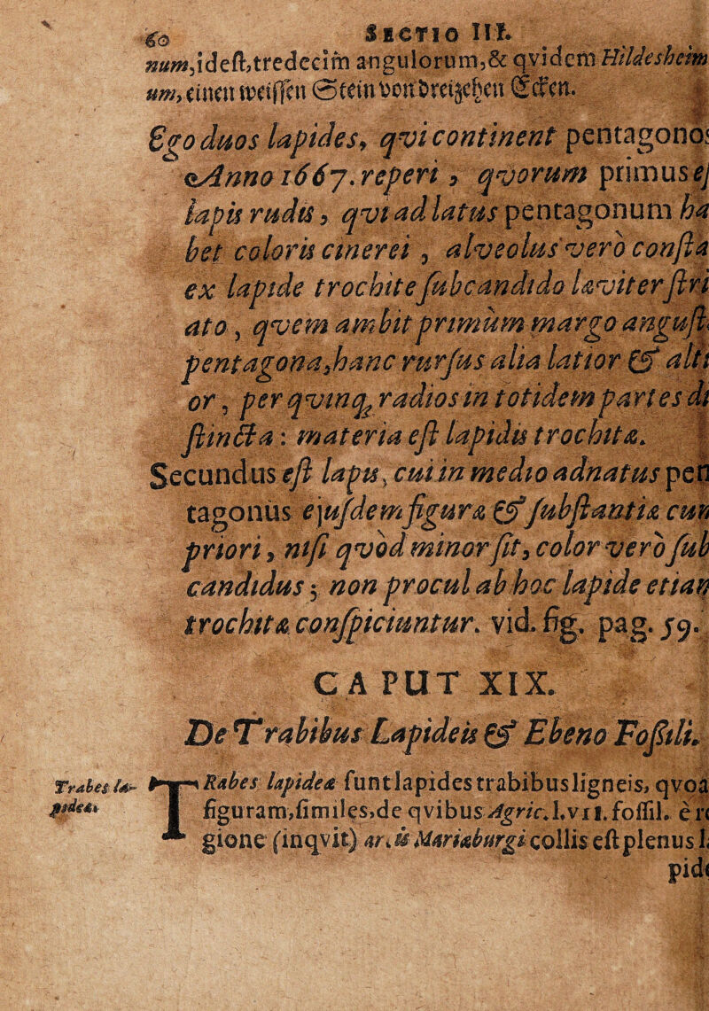 Trahes Id* ««WjidefUrededrn angulorum, ScqyidetaHildeshem unh tinm h° mAnno 1667. teperi, quorum pomus ej lapis rudis, qviadlatus peotagonum ha bet coloris cinerei , alveolus vero confla ex lapide trochilefubcandido Uviterfiri ato, qvem ambit primum margo angufl pentagona 3hanc rurfus alia latior & a'' or, perqvinq radios m totidempartes ftinffa: materia ejl lapidi. eundus efl lapis, tagonus ejufdemfigura &fubfiantia cm priori, mfi qvod minor[it3 color verofub candidus; non procul ab hoc lapide etian trochita confpiciuntm\ vid.%. pag. J9. 1 CA PUT XIX T Rabes lapidea funt lapides trabibusligneis, qvoa figuram,fimiles.de qvibusagricXvn.folfil. en gione ('itiqvi.t) m\u idwuburgi collis eft plenus 1, 7v''r pid<