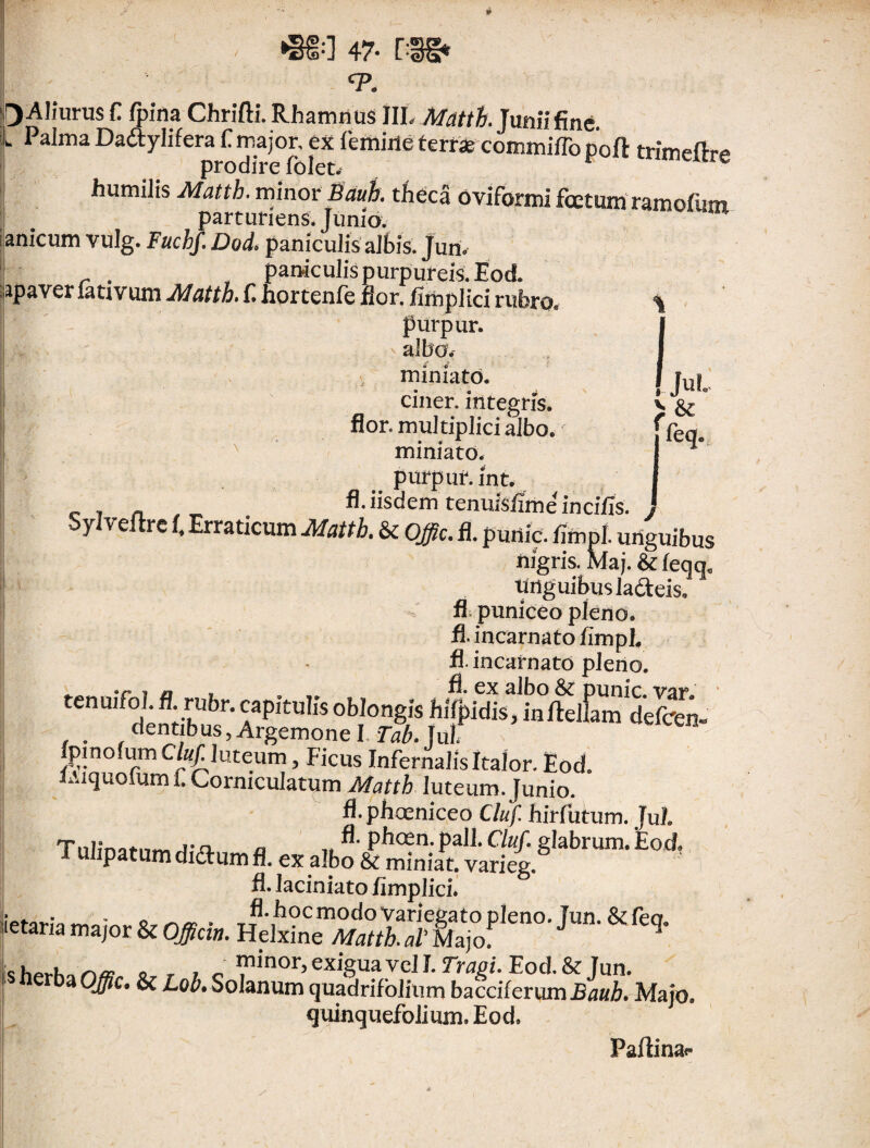 * J ~ - »880 47- DSg* *p. f)Aliuru$ f (pina Chrifti. Rhamnus III, Mattb. Junii fine. L Palma Daftylifera f major, ex femine terras committo pofl trimeftre prodire folet- humilis Matth. minor Bauk theca oviforml foetum ramofiim parturiens. Junia f unicum vulg. Fuchf. Dod,, paniculis albis, juri* r . , particulis purpureis. Eod. apaver lativum Matth, f nprtenfe flor, fimplici rubro® purpur. \ miniato. Im > & ffeq* ciner. integris, flor, multiplici albo, miniato, purpur. in t. fl. iisdem tenuisfirneincifis. # Sylvelrre I, Erraticum Mattb. & Offic. fl. punic. fimpl. unguibus nigris. Maj. & feqq. Unguibus la&eis. fl puniceo pleno, fl. incarnato fimpl. fl. incarnato plerto. tenuifoi. fl. rubr. capitulis oblongis hifpidis, inftelfamdefcen- dentibus, Argemone I. Tab. lulf pinofumCfe/luteum, Ficus InfernalisItalor.Eod. lAiquoium f Corniculatum Matth luteum. Junio. fl.phoeniceo C/«/! hirfutum. JuL TnHnafnm P*10?11- Pa^* glabrum. Eod. ulipatum didlum fl. ex albo & miniat, varieg. fl. laciniato fimplici* ietaria » A- hocmodo Variegato pleno. Jun. & feq. letana major & Officii7. Helxine Matth. aT Majof o r 7 o ™nor> exigua vcJI. Tr^gi. Eod. & Jun. Q^7c. & Lob» Solanum quadrifolium bacciferumBauh* Majo. quinquefolium. Eod. Pafiina*-