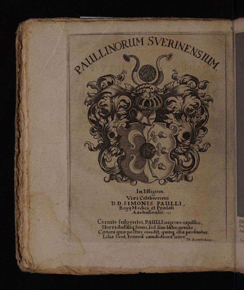 Cermnite f ulo entes, PAULLLn1orore capillos, Horridul áÍq Seni s, fed fine làbe,oenas . Cóterà qua: pectus condit, quaq. ota profaniur, iha funt, tenerá ch cio :
