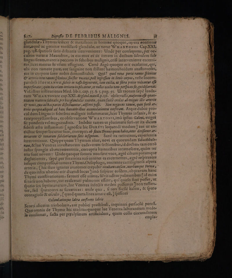 WAS 0o o Lei guae ere merenianed 2 ^ TE Mont vr CBE CRI. £o. 2.1220 aiia iR ERRARE ERE Re e m TERI PR glandulz ; Thymus fcilicet &amp; maxillares in homine quoque, revera eontinuz finteequé ac gerinz tonfillarü glandulz, ut notat Wn An ToNus Cap.XXL pag. 138. fpatiofa fatis diftantia interveniente: Unde per confequens; per oc- cultos naturz Maandros, in eas mox ex iis iterum in ductum falivalem fub lingua (itum, materia peccans in febribus malignis,crifi interveniente excerni- tür,licet meatus hi vifum effugiant. Certé Argó quoque erit oculatior, qui, ubi non tument pare; aut fanguine non ftillant hemorrhoidum anaftomofes, eas in corpore fano nobis demonftrabit. Quid! quod vene porte ramus [plenicus € arterieiteu vamtis ()lenieus;frnifler Yocatus,poft ingreffJum in lienis corpus , vefte Iacom- parabili Ho rM ANNo,jfubió in vafa degenevent, tam exilia, ut fibre potius videantur effe tnpevforate s quin ita etiam invicem implicantur ut nullus oculus tam per[picax fit, qui difrernat. V id.illius inftitutiones Med. lib.z.cap. 55. $. j. pag. 9r. Ut raceam fepe lauda- tum N/nangroNuM cap. XXI. de glaud.maxill.p.156.. obfezvaffe,majorem effe quan- titatem materie falivalis,per bas alandulas exereta , quam facil credas ab exiguis illis arteriis € venis,qua ad bas partes diftribuuntur , adferri poffe. — Noni negamus tamen, quin forte av- terie quoquealiquid ad banc bumovis illius accumulationem conferant. Atque dubio pro- cul dum Lingua in febribus malignis inflammatur,licet Thymus infanis , &amp; z- tate prove&amp;ioribus, exobfervatione N/uAx ToN1r,mó ipfius Galeni, exigui fit ponderis vel magnitudinis. | Imbibit ramen ut plurimum feri sut ita dicam febrili eftu inflammati [ agnoftis hic Dun &amp;vr loquendi modum ] aut ut an- tídliac femper locutus fum, corrupti» ob fitum Thymus quem babet,inter divifiones ar-. feriarum: C venarum fübdaviarum fatis infigniun. — San ita ratiocinor, experientia interveniente. Quippe quem T hymum alias, novi ex quorundam Tabacbibulo- rum,&amp;lue Venerea inveftatorum cadaverum fe&amp;tionibus;id doctus» tam certó inftar fpongiz ab excrementitiis , corruptis humoribus intumefcere, quàm ter ttia funt novem: Undequoque fonora non funt voce, &amp;cté cibum potumque deglutientes, fepé.per foramina nafi innares ea excernentes , xgré re(pirantes infuper compreffo,à tumoie Thymi;Oefophago, renitente cartilaginoía afpera arteria, [ hic ilico ignarus anatomes crepabit occultam cau[ain ,morbumque Forme , dequo infra uberior erit dicendilocus ]imó fufpicor eofdem, obpravam hanc Thymi conftirutionem» Éetenti effe anima, falvis adhuc pulmonibus [id enim fiitafe non haberet,aut exulcerati pulmones effent ; qui quzío fieri polfet , ut fpatio (ex feptimanarum lue Venerea infectis mederi poffemus ] non tuffien- ves,fed Íputatores ac fcreatores: unde quis , ít non facilé halitu, &amp; fputo ^ contagiofo &amp; ofculo , [quod quartalinea amare elt, ] fpifliori Columbatinque labra conferens labris *  *     * . LI » Ha LO X Scorti alicuius triobolaris, aut publici proftibuli, inquinari pet facilé. poteft. Qua omnia de Thymo hic tradita» quoque lue Venetea laborantium mede- le confirmat , facta per ptyalyí(mum artificialem ,, quem collo inima empla-