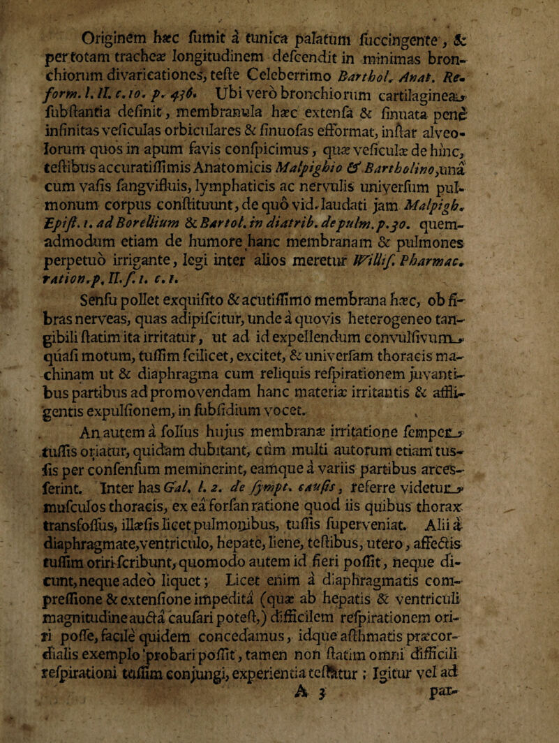 Originem haec fumit d tunica palatum fuccingente, & pertotam trachea? longitudinem defcendit in minimas bron¬ chiorum divaricati ones, tefte Celeberrimo Barrio oh- An at. Re. forni. 1.1L e. io. p* 436* Ubi vero bronchiorum cartilagineae fubftantia definit, membranula htec extenfa & finuata pene' infinitas veficulas orbiculares & finuofas efformat, inftar alveo¬ lorum quos in apum favis confpicimus x qua? veficulee de hinc, tefiibus aceuratiffimis Anatomicis Matpighio & Bartholino,una cum vafis fangvifluis, lymphaticis ac nervulis uniyerfum pul¬ monum corpus conftituunt, de quo vid. laudati jam Malpigb* Epifi.i. ad BoreUium & Bartol. in diatrib. deptthn. p.30. quem¬ admodum etiam de humore hanc membranam & pulmones perpetuo irrigante, legi inter alios meretur Willtf. Pharmac* ration.p4 ILf. 1. c.i. Senfu pollet exquifito & acutiffimo membrana hxc, ob fi¬ bras nerveas, quas adipifeitur, unde a quovis heterogeneo tan¬ gibili ftatim ita irritatur , ut ad id expellendum eonvulfivurn_*= quafi motum, tuffim fcilicet, excitet, & univerfam thoracis ma¬ chinam ut & diaphragma cum reliquis refpirationem juvanti¬ bus partibus ad promovendam hanc materia: irritantis & affli¬ gentis expulfionem, in fubfidium vocet. , An autem a folius hujus membrana irritatione fempe£_$ ludis oriatur, quidam dubitant, cdm multi autorum etiam tus- fis per confenfum meminerint, earnque a variis partibus arces- ferint. Inter has Gal. Lz. de fympt. e au fis, referre videtur.** mufculos thoracis, ex ea forfan ratione quod iis quibus thorax^ transfoffus, illaffis licet pulmonibus, tuffis fuperveniat. Alii i diaphragmate/ventriculo, hepate, liene, tefiibus, utero, affeci is tuffim oriri feribunt/quomodo autem id fieri poflit , neque di¬ cunt, neque adeo liquet ; Licet enim a diaphragmatis com- preffione & extenfione impedita (qua: ab hepatis & ventriculi magnitudine aucta caufari poteil,) difficilem refpirationem ori¬ ri poffe,facile quidem concedamus, idque afihmatis prstcor- dialis exemplo ‘probari pofiit, tamen non fiatim omni difficili refpirationi taffim conjungi, experientia teffetur ; Igitur vel ad A 3 pax-