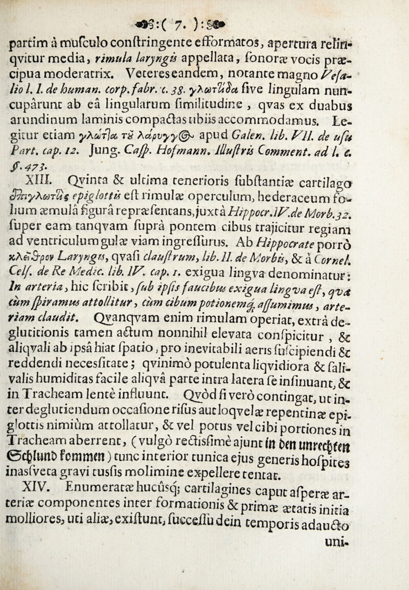 partim a mufculo conftringente efFormatos, apertura relin- qvitur media, rimula laryngis appellata, fonoras vocis pras- cipua moderatrix. Veteres eandem, notante magno Fefa- lio 1.1. de human. corp. fabr. c. 3$. yXctnHoa five Jingtilam nun¬ cuparunt ab ea lingularum fimilitudine , qvas ex duabus arundinum laminis compadfas tibiis accommodamus. Le¬ gitur etiam yXut]a t£ Xctpvyy(@h apud Gaien. lib. FH. de uftt Pnrt. cap. 12. Jung. Caff. Hofmann. llluflris Comment. ad /. e. /• 473• XIII. Qvinta & ultima tenerioris fubftantia; cartilago ShyXa-ffcs epiglottis eft rimulas operculum, hederaceum fow lium temula figura reprasfientans, juxta HippocrJF.de Morb.32. fu per eam tanqvam fupra pontem cibus trajicitur regiam ad ventriculum gul a? viam ingreflums. Ab Hippocrate porro xX£$-pct> Larynges, qvafi clauftrum, lib. ll de Morbis, & a Cornei. Cei/'. de Re Medie, lib. 1F. cap. 1. exigua Jingva denominatur: In arteria, hic feribit, fub ip fis f aucibus exigua lingva ejl, qvit cum ffiramm attollitur, cum cibum potionem 4, afjumimtet, arte¬ riam claudit. Qvanqvam enim rimulam operiat, extra de¬ glutitionis tamen a&um nonnihil elevata confpicicur , & aliqvali ab ipsa hiat fipatio ,pro inevitabili aeris fufeipiendi & reddendi necesfitate; qvinimo potulentaliqvidiora & fali- valis humiditas facile aliqva parte intra latera fe infinuant & in Tracheam lente influunt. Qvod fi vero contingat, ut in- cerdegludendum occafionerifus autloqvelte repentina epi¬ glottis nimium attollatur, & vel potus vel cibi portiones in Tracheam aberrent, ( vulgo rechsfimeajunt in t>etl tmrccfiftjt femmm) tunc interior tunica ejus generis hofpite3 inasfveta gravi tusfis molimine expellere tentat. * XIV. Enumeratas hucusq; cartilagines caput afper« ar teriae componentes inter formationis &prims «tatis initia molliores, uti alr«, exiftunt, fuceeflu dein temporis adau&o uni-