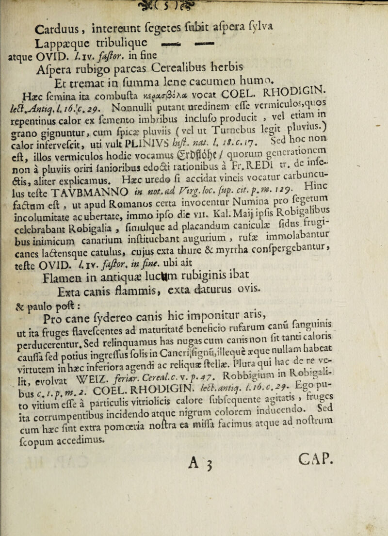 Carduus, intereunt fegetes fuhit afpera fylva Lappxque tribulique ^ —— atque OVID. /.iv. faflor. in fine Afpera rubigo parcas Cerealibus herbis Et tremat in fumma lene cacumen humo, Hasc femina ita combufla vocat. COEL. RHO kB.AnnqJ.i6!c.29. Nonnulli putant uredinem effe.vermiculos,quos repentinus calor ex femento imbribus inclufo producit j ve etiani <rrano gignuntur* cum fpicat pluviis (vel ut Turncbus legit p uviu. j calor intervefeit, uti vult PLINI YS btfl. ‘/icti- l, .$.c.17. S- oc cft, illos vermiculos hodie vocamus (?V&fi6f}C / quorum generationem non a pluviis oriri ianioribus edocti rationibus a Fr.REDr tr. de m - dis, aliter explicamus. Hasc uredo fi accidat vineis vocatur carbunc- lus tefte TA.VBMANNO <» «ot.ad Vtrg.loc. [ttp. at. p.m. 129. « factam eft , ut apud Romanos certa invocentur Numina P» incolumitate acubertate, immo ipfo die vii. Kal.Maij ipfis Rob g< celebrabant Robigalia , fimulque ad placandum canicula: «d“-“SV bus inimicum canarium inftituebant augurium , rute immolabamu canes laftensque catulus, cujus exta thure & myri ha conlpergebantur, tefte OVID. /. iv. faflor. in fine, ubi ait Flamen in antiquae luc&m rubiginis ibat Exta canis flammis, exta daturus ovis. St paulo poft : .... Pro cane lydereo canis hic imponitur aus, ut ita fruges flavefeentes ad maturitate beneficio rufarum canu fangma.s perducerentur. Sed relinquamus has nugas cum canis non J cauflafed potius ingreffus fotis in Cancriifignu.illeque *qu virtutem inbsc inferiora agendi ac reliquat ftelte. Plura qui lacd‘e._ lit evolvat WEIZ. feriar. Cereal.c. v. p. 47. Robbigium m k • busc / p m.2. COEL. RHODIGIN. ka.anttq. (.16.0.29. Lgo p to vitium effe a particulis vitriolicis calore fubfequente agitatis , fruges ita corrumpentibus incidendo atque nigrum colorem inducendo. Sed cum hi’c fint extra pomoeria noftra ea miffa facimus atque ad nothum fcopum accedimus.