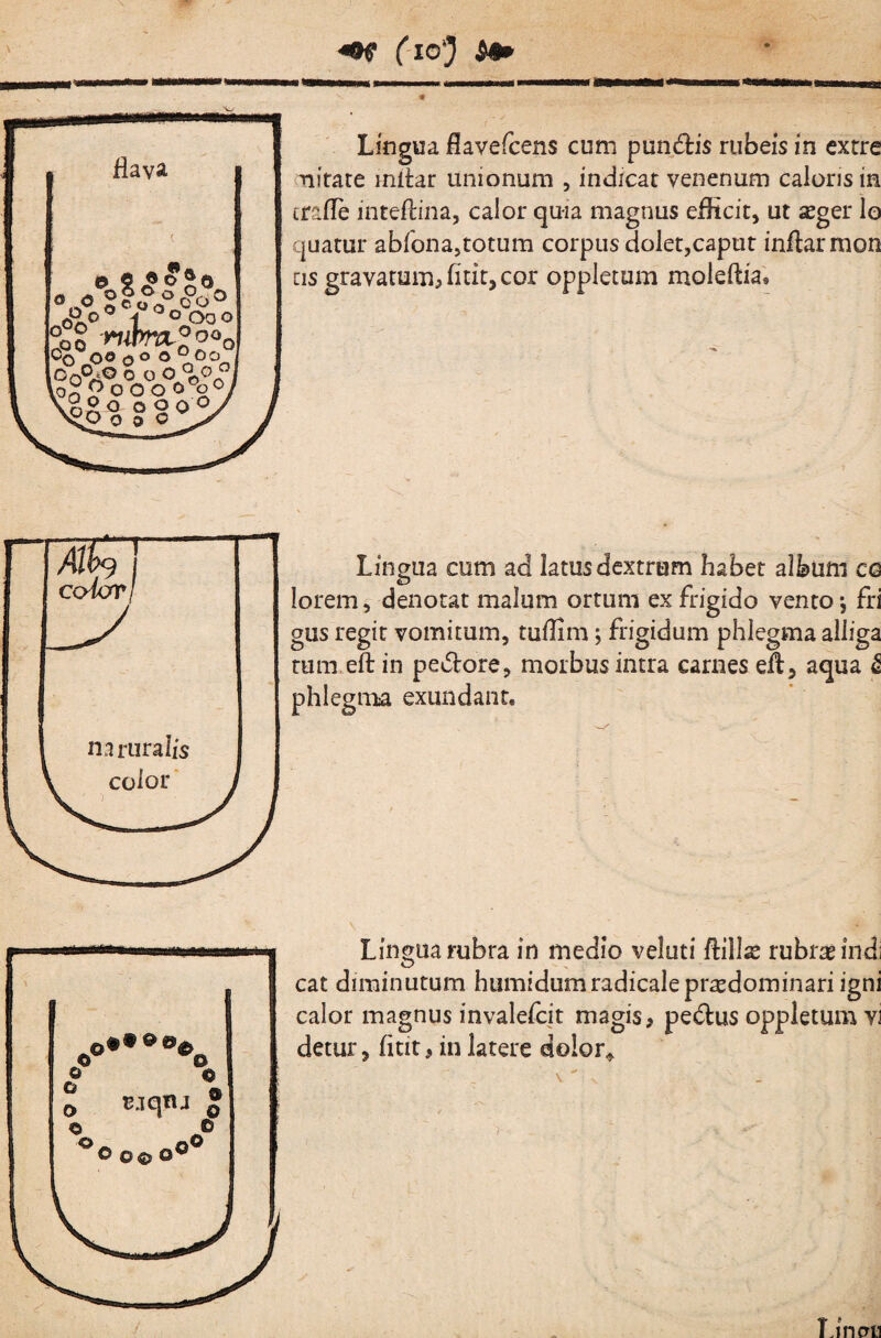 ^ (-10) ^ flava 5 «o «» o cRo ® ‘j o Oo o %Q mrra^^oQQ '^^^ooooo^oo^ n^0,o n na Q o Lingua flavefcens cum pun£tis rubeis in cxrre Tiirare inflar unionum , indicat venenum caloris in crafle inteftina, calor quia magnus efltcitj ut seger lo quatur abfona,totum corpus dolet,caput inflar mon CIS gravatum^ fltit, cor oppletum moleftia. na ruralis color' Lingua cum ad latus dextram habet album cq lorem, denotat malum ortum ex frigido vento j fri gus regit vomitum, tuflim; frigidum phlegma alliga rum eftin peiflore, morbus intra carnes efl, aqua ^ phlegma exundant. ^ Eaqnj «o® o oo o'* Lingua rubra in medio veluti flills rubrae indi cat diminutum humidumradicalepr^dominari igni calor magnus invalefcit magis, pedus oppletum vi detur, fltit, in latere dolor^ T.inaii