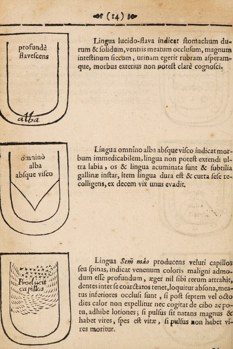 profunde ► flavcfcens Lingua lucido-flava indicet ftotfiachiim du-. nim dc folidum,ventris meatum occlirfum, magnum inteftinum ficcUm, urinam egerit rubram aiperam® que, morbus exterius non poteit clare cognofcu Lingua omnino alba abfque vifco indicatmor^ bum immedicabilemdingua non poteft extendi ul¬ tra labia, os dc lingua acuminata funt 6c fubtilia gallinae inftar, item lingua dura eft 5c curta fefe colligens, ex decem vix unus evadit. \ca^ncjs’yyjf) >Vv'^ Lingua Sem mko producens veluti capillo^s feu fpinas, indicat venenum coloris maligni admo¬ dum elle profundum, seger nil libi rerum attrahit, dentes inter fe eoar6tai:os tenet,Ioquitur abrona,mea- tus inferiores occlufi fiint , fi poft feprem vel o6io dies calor non expellitur nec cogitat de cibo ac po¬ tu, adhibe lotiones; fi pulfiis fit natans magnus Sc habet vires, Ipes eft vitae, fi palfus non habet vi¬ res moritur.