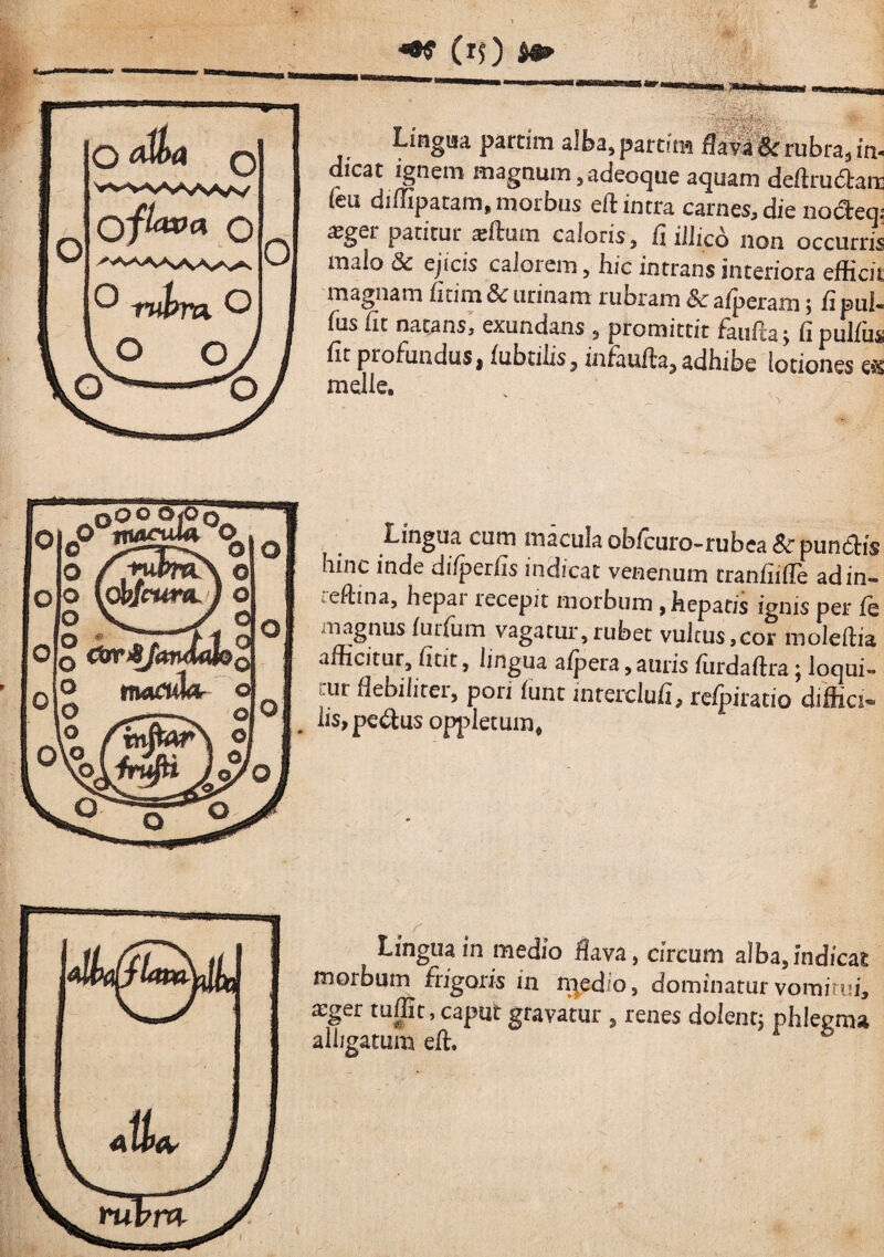 LiFigua pardm alba^pardm rubra, m- dicat ignem magnum, adeoc^ue a<^uam deflrucStaii] feu di/Iipacam, morbus eft intra carnes, die nodeq? patitur ^ftum caloris, (i illico non occurris malo & ejicis calorem, hic intrans interiora efficit magnam fitim & urinam rubram Sc a/peram j fi pul- fus (it natans, exundans , promittit fanda; (i pulfus^ (It profunduS| (ubtilis^ infau(l:a3 adhibe lotiones e^s meile. Lingua cum macula ob(curo-rubca&:pun61:is hinc inde difperfis indicat venenum craniiiiTe adin- redina, hepar recepit morbum, hepatis ignis per fe magnus (uifum vagatur,rubet vultus,cor moleftia afficitur, (itit, lingua a(pera, auris (urdaftra; loqui¬ tur debiliter, pori (unt mreixluii, refpiratio diffici^ iis, pc<dus opjdetum* Lingua in medio flava, circum alba,indicat morbum fiigoris in n^edio, dominatur vomirui, xger tuffit, caput gravatur , renes dolent; phlegma alligatum ed. ^