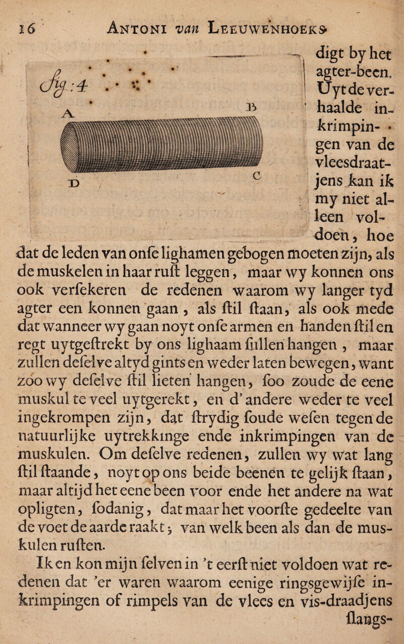 digt by het agter-becn, Uytde ver¬ haalde in~ D c krimpin- * gen van de vleesdraat- jens kan ik my niet al¬ leen vol¬ doen * hoe dat de leden van onfe lighamen gebogen moeten zijn, als de muskelen in haar ruft leggen, maar wy konnen ons ook verfekeren de redenen waarom wy langer tyd agter een konnen gaan , als ftil ftaan, als ook mede dat wanneer wy gaan noyt onfe armen en handen ftil en regt uytgeftrekt by ons lighaam fiillen hangen , maar zullen defelve altyd gints en weder laten bewegen, want zoo wy defelve ftil lieten hangen, foo zoude de eene muskul te veel uytgerekt, en d' andere weder te veel ingekrompen zijn, dat ftrydig foude wefen tegen de natuurlijke uytrekkmge ende inkrimpingen van de muskulen. Om defelve redenen, zullen wy wat lang ftilftaande, noyt op ons beide beenen te gelijk ftaan, maar altijd het eene been voor ende het andere na wat opligten, fodanig, dat maar het voorfte gedeelte van de voet de aarde raakt ^ van welk been als dan de mus¬ kulen ruften. Ik en kon mijn felvenin 't eerft niet voldoen wat re¬ denen dat 'er waren waarom eenige ringsgewijle in¬ krimpingen of rimpels van de vlees en vis-draadjens flangs