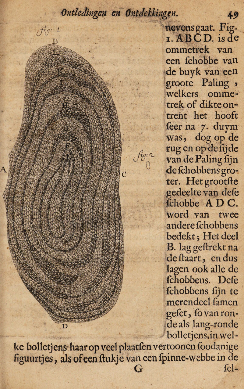 tq: Cl n. nevonsgaat. Fig. i. ABCD. is de ommetrek van een fchobbe van de buyk van een groote Paling , welkers omme¬ trek of dikte on¬ trent het hooft was, dog op de rug en op de lij de van de Paling lijn de lehobbens gro¬ ter. Hetgrootfte gedeelte van dele fchobbe A D C. word van twee andere fchobbens bedekt 5 Het deel B. lag geftrekt na deftaart, en dus lagen ook alle de lehobbens. Dele lehobbens lijn te merendeel famen gelet, fovanron- Jdeals lang-ronde bolletjens,in wel¬ ke bolletj ens haar op veel plaatlèn ver toonen foodanige figuurtjes, als of een ftukje van een fpinne-webbe in de lel—