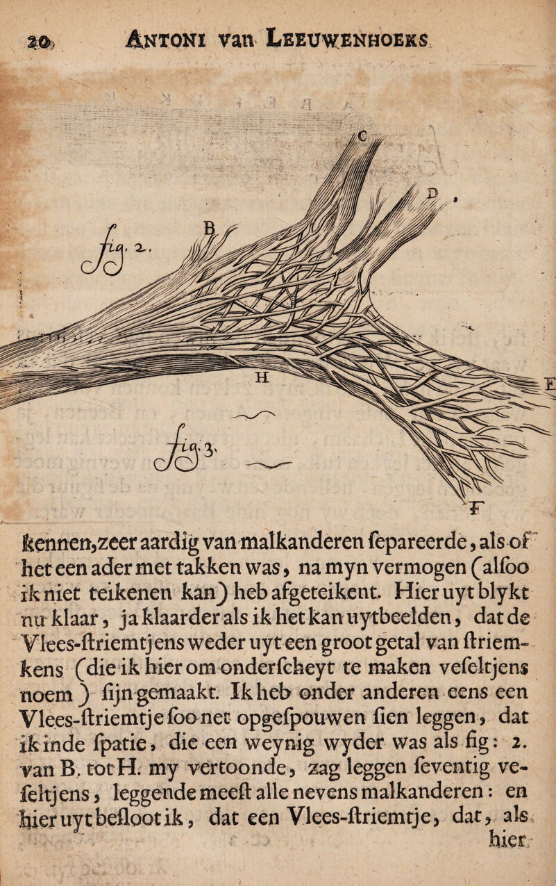 kennen,zeer aardig van malkanderen fepareerde, als of het een ader met takken was, na myn vermogen (alibo ik niet teikenen kan} heb afgeteikent. Hier uyt blykt nuklaar, ja klaarder als ik het kan uytbeelden, datde Vlees-ftriemtjens weder uyt een groot getal van ftriem- kens (die ik hier om onderfcheyt te maken vefekjens noem} fijngemaakt. Ik heb onder anderen eens een Vlees-ftriemtje lbo net opgefpouwen fien leggen, dat ik inde fpatie, die een weynig wyder was als fig: i. van B. totH. my vertoonde, zag leggen ièventig ve- feltjens, leggende meeft alle nevens malkanderen: en hieruytbeflootik, dat een Vlees-ftriemtje, dat, als