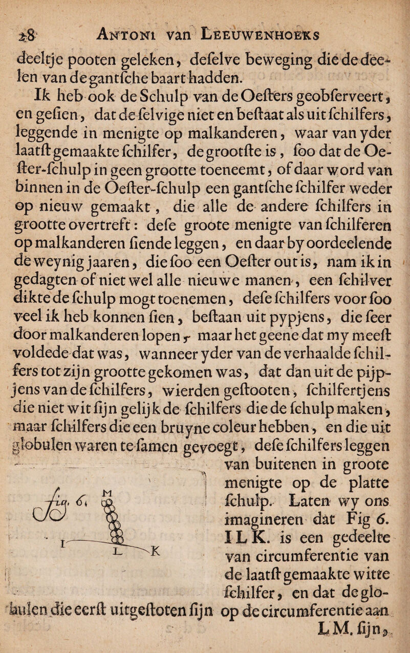 doeltje pooten geleken, defelve beweging die de dee-» len van degantfche baart hadden. Ik heb ook de Schulp van de Oefters geobferveert, en gefien, datdefelvige niet en beftaat als uit fchilfers, leggende in menigte op malkanderen, waar van yder laatft gemaakte fchilfer, de grootfte is, foo dat de Oe- fter-fchulp in geen grootte toeneemt, of daar word van binnen in de Öefter-fchulp een gantfche fchilfer weder op nieuw gemaakt, die alle de andere fchilfers in grootte overtreft: defe groote menigte van fchilferen op malkanderen fiende leggen, en daar by oordeelende dêweynig jaaren, diefoo een Oefter outis, namikin gedagten of niet wel alle nieuwe manen, een fehilver dikte de fchulp mogt toenemen, defe fchilfers voor fbo veel ik heb konnen fien , beft aan uit pypjens, die feer döor malkanderen lopen r maar het geene dat my meeft voldede dat was, wanneer yder van de verhaalde fchil¬ fers tot zijn grootte gekomen was, dat dan uit de pijp- jens van de fchilfers, wierden geftooten, fchilfertjens die niet wit fijn gelijk de fchilfers die de fchulp maken , maar fchilfers die een bruyne coleur hebben, en die uit globulen waren te famen gevoegt, defe fchilfers leggen van buitenen in groote ^ • O menigte op de platte fchulp. Laten wy ons imagineren dat Fig 6. ILK. is een gedeelte van circumferentie van de laatft gemaakte witte fehilfer, en dat deglo» buien die eerft uitgeftoten lij n op de circumferentie aan LM. Cjn sh. \ K