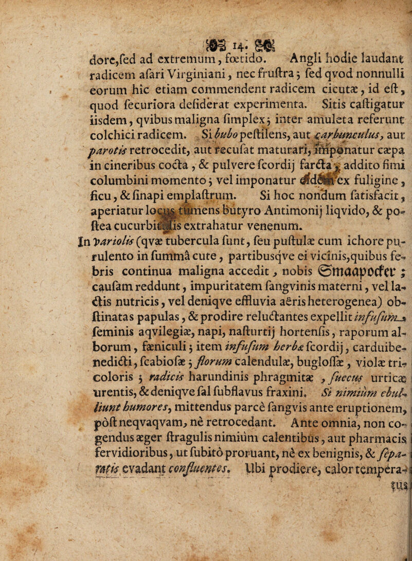 dorc,fed ad extremum, foetido. Angli hodie laudant radicem afari Virginiani, necfruftraj fed qvod nonnulli eorum hic etiam commendent radicem cicutae, id eft, quod fecurlora defiderat experimenta. Sitis caftigatur iisdem, qvibusmaligna fimplex, inter amuleta referunt colchici radicem. Sife^peftilens, autjQarjbumulus, aut parotis retrocedit, aut recufat maturari, imponatur caepa in cineribus cocla , & pulvere fcordij farftaj addito fimi columbini momento 3 vel imponatur fuligine % ficu, & finapi emplaftrum. Si hoc nondum fatisfacit, aperiatur locmffaens Butyro Antimonij liqvido, & po* ftea cucurbi^ps extrahatur venenum. In yariolis (qvae tubercula funt, feu puftulae cum ichore pu¬ rulento in fumma cute, partibusqve ei vicinis,quibus fe¬ bris continua maligna accedit, nobis ©tttaapOCfet* ; caufam reddunt, impuritatem fangvinis materni, vel la- €lis nutricis, vel deniqve effluvia aSrisheterogenea) ob- ftinatas papulas, & prodire reludantes expellit infufum^ feminis aqvilegiae, napi, nafturtij hortenfis, raporum al¬ borum , faeniculi 3 item infufum herba fcordij, carduibe- nedi&i, fcabiofae 3 florum calendulae, bugloflae , violas tri- coloris 3 radicis harundinis phragmitas , flueem urticas urentis, & deniqve fal fubflavus fraxini. Si nimium ebui% liunt humores^ mittendus parce fangvis ante eruptionem, poftneqvaqvam, ne retrocedant. Ante omnia, non co¬ gendus aeger ftragulis nimium calentibus, aut pharmacis fervidioribus, ut fubito proruant, ne ex benignis, &cflpa~ mkx evadant confluentes* Ubi prodiere, calor temperas