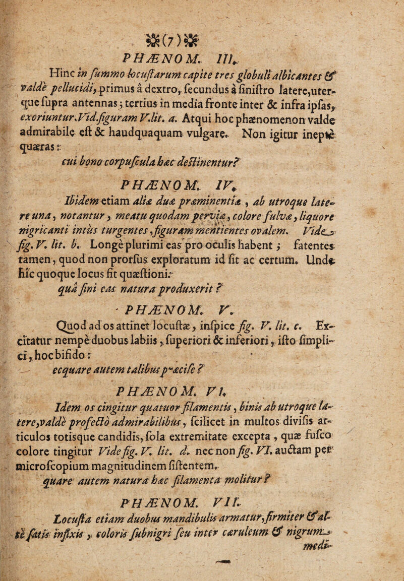 $(7)&; ; PHMNOM. 111 Hinc tnfummo bcufiarum capite tresglobuli albicAntes & valde pellucidi, primus a dextro, fecundus a finiftro latere,uter¬ que fupra antennas ; tertius in media Fronte inter & infra ipfas* exoriuntur,Vidfiguram V.lit. a. Atqui hoc phaenomenon valde admirabile eft & haudquaquam vulgare. Non igitur inepte quaeras: cui bonocorpuficula hacdeilinenturt PHdENOM. in Ibidem etiam alia dua praminentU , ab utroque late* re una, notantur, meatu quodampervia, colore fulva y liquor e nigricanti intiis turgentes ^figuram menti entes ovalem, Vidt_3 fig. V. Iit. b. Longe plurimi eas pro oculis habent ,* fatentes tamen, quod non prorfus exploratum id fit ac certum. Unde, Hic quoque locus fit quaeftioni.' qua fini eas natura produxerit t ' PHJENOM. V. Quod ad os attinet locufiae^ infpice fig. V. Ut. e; Ex¬ citatur nempe duobus labiis, fuperiori & inferiori, ifto fimpli- ci , hoc bifido r ecquare autem talibusp^acife f P H/E N 0 M. VU Idem os cingitur quatuor filamentis, binis db utroque ta* terepvalde profefto admirabilibus, fcilicet in rnultos divifis ar¬ ticulos totisque candidis, fola extremitate excepta , quae fulco colore tingitur Vide fig. V. Iit. d.. nec non fig. VI. auftam per microfcopium magnitudinem fifientem. quare autem natura hac filamenta molitur f PHJENOM. VII. Locufta etiam duobus mandibulis armatur ^firmiter (fal- tlfiatisinfixis > coloris fubnigri ficu inter caruleum & nigrum-* mdV