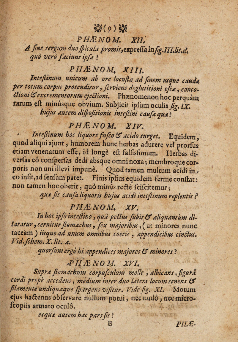 . : _ \ PHMNOM. xri. A fine tergum duo/picula promit,efla infig. Tjn.fr^ quo vero faciunt ipfa ? PHMNOM; Xlli. Inteflinum unicum ab ore locufia ad finem usque cauda per totum corpus protenditur, finiens deglutitioni e fica, emeo- #*** & excrementorum ej cilioni. Phaenomenon hoc perquam rarum eft minusque obvium. Subjicit ipfum oculis fig% /X hujus autem difiofitionis inteflini caufa qml PHMNOM. XIV. Inteflinum hoc liquorefu fio & acido turget. Equidem V quod aliqui ajunt, humorem hunc herbas adurere vel prorfus etiam venenatum elTe, id longe eft falfisfimum. Herbas di» verfas eo coniperfas dedi absque omni noxa, membro que cor¬ poris non uni illevi impune. Quod tamen multum acidi in^ eo infit,ad fenfum patet. Finis iphus equidem ferme conftat: non tamen hoc oberit, quo minus recfte feifeitemur $ qua fit caufa liquor is hujus acidi inteflinum replentis I PHMNOMf XV. In hoc tpfo intejlino > qua pe Ilus fubit & aliquantum di¬ latatur ) cerniturftemachus y fex majoribus, ( ut minores nunc taceam ) iisque ad unum omnibus coecis , appendicibus cintlus. Vid.fihem. XJit. a. quorfum ergo hi appendice? majores (V minores > '  . ^PHMNOM. XVI\ Supra flomachum corpufculum molle \ albicans ,figura cordi prope accedens, ?nedium inter duo latera locum tenens & filamenta undiquaque fpargens vifitur. Vide fig. XI. Motum ejus ha&enus obfervare nullum potui ? nec nudd; necmicro- fcopiis armato oculo. ecqua autem hac pars fit l