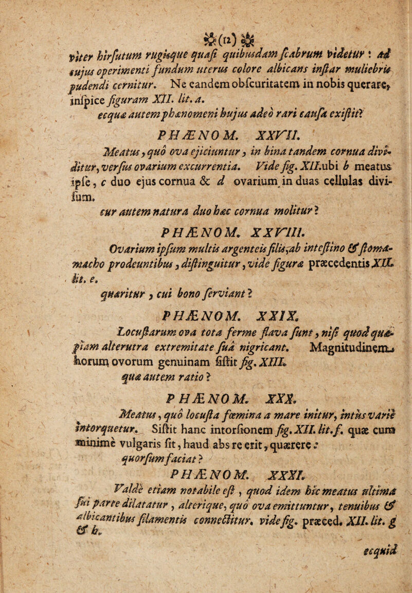 viter hirfutum rughque quafi quibusdam flabrum videtur \ ad sujus operimenti fundum uterus colore albicans infiar muliebris pudendi cernitur. Ne eandem obfcuritatem in nobis querare* infpice figuram XII. Iit. a. ecqua autemphanomeni hujus adeo rari caufa exiflit? PH XENO M. XXVII. Meatus > quo ova ejiciuntur, in bina tandem cornua divi* iitur, ver fas ovarium excurrentia. Vide fig. XILubi b meatus ipfe, c duo ejus cornua & d ovariurn in duas cellulas divi- fum. cur autem natura duo hac cornua molitur \ PHJENOM. XXnil. Ovarium tpfum multis argenteisfilis ^ab intefiino &fioma* wAcho prodeuntibus y diflinguitur, vide figura praecedentis XII* - iit. e. qmritur, cui bono ferviant l PHJENOM. XXIX, Locufiarum ova tota ferme flava fiunt 9 nifi quodque piam alterutra extremitate fud nigricant. Magnitudinem.» Irorumovorum genuinam filiitfig.XIIL qua autem ratio > PHJENOM, XXX, Meatus, quo locufta fcemina a mare initur, intus varie intorquetur. Siliit hanc intorltonem fig. XII. lit.f. quae cum minime vulgaris fit, haud abs re et it, quaerere * quorfumfaciat} PHJENOM. XXXL Valde etiam notabile eft , quod idem hic meatus ultima flui parte dilatatur , ait eri que, quo ova emittuntur, tenuibus Ef albicantibus filamentis conneliitur, vide fig. praeeed. XII* lit. g & ecquid