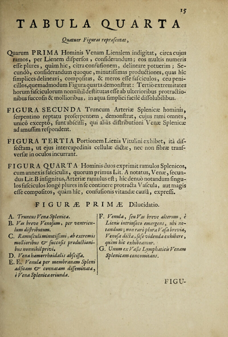 TABULA QJU ARTA Quatuor Figura reprafentat, Quarum PRIMA Hominis Venam Lienalem indigitat, circa cujus ramos, per Lienem difperfos , Confiderandum; eos multis numeris efleplures, quam hic, citra connifionem, delineare potuerim ; Se¬ cundo, confiderandum quoque ,minutifiimas produdtiones, quas hic fimplices delineavi, compofitas, meros efie fafciculos, ceupeni- cillos,quemadmodum Figura quarta demonftrat: Tertio extremitates horum fafciculorum nonnihil deftitutas efie ab ulterioribus protradlio- nibus fuccofis 6c mollioribus , in aqua fimplici facile difiolubilibus. FIGURA SECUNDA Truncum Arterite Splenicas hominis, ferpentino reptatu proferpentem , demonftrat, cujus rami omnes, unico excepto, funtabfcifti, qui alias diftributioni Vente Splenicae ad amufiim refpondent. FIGURA TERTIA Portionem Lienis Vitulini exhibet, ita dif- fedtam, ut ejus intercapedinis cellulte di£be, nec non fibrte tranf- verfie in oculos incurrant. FIGURA QJU ARTA Hominis duos exprimit ramulos Splenicos, cum annexis falciculis, quorum primus Lit. A notatus, Vente, fecun¬ dus Lit.B infignitus,Arteriae ramulus eft > hic denuo notandum fingu- los fafciculos longe plures in fe continere protradbi Vafcula, aut magis efie compofitos, quam hic, confufionis vitandas caula, expreffi. FIGURA PRIMI Dilucidatio. A. Truncus Vena Splenica. B. Vas breve Venosum, per ventricu¬ lum diftributum. C. Ramufculiminutijfimi, ab extremis mollioribus Cr fuccojis productioni¬ bus nonnihil privi• D. Vena hamorrhoidalis abfcijfa. E. E. VenuU per membranam Spleni adfitam Cr connatam dijfeminata, e Vena Splenica oriunda. F. Vmula, feu Vas breve alterum , e Lienis intrinseco emergens, ubi no¬ tandum ; non raro plura Vafa brevia, Venofa dicla ,fefe videnda exhibere, quam hic exhibeamur. G. Unum ex Valis Lymphaticis Venam Splenicam concomitans. FIG U-