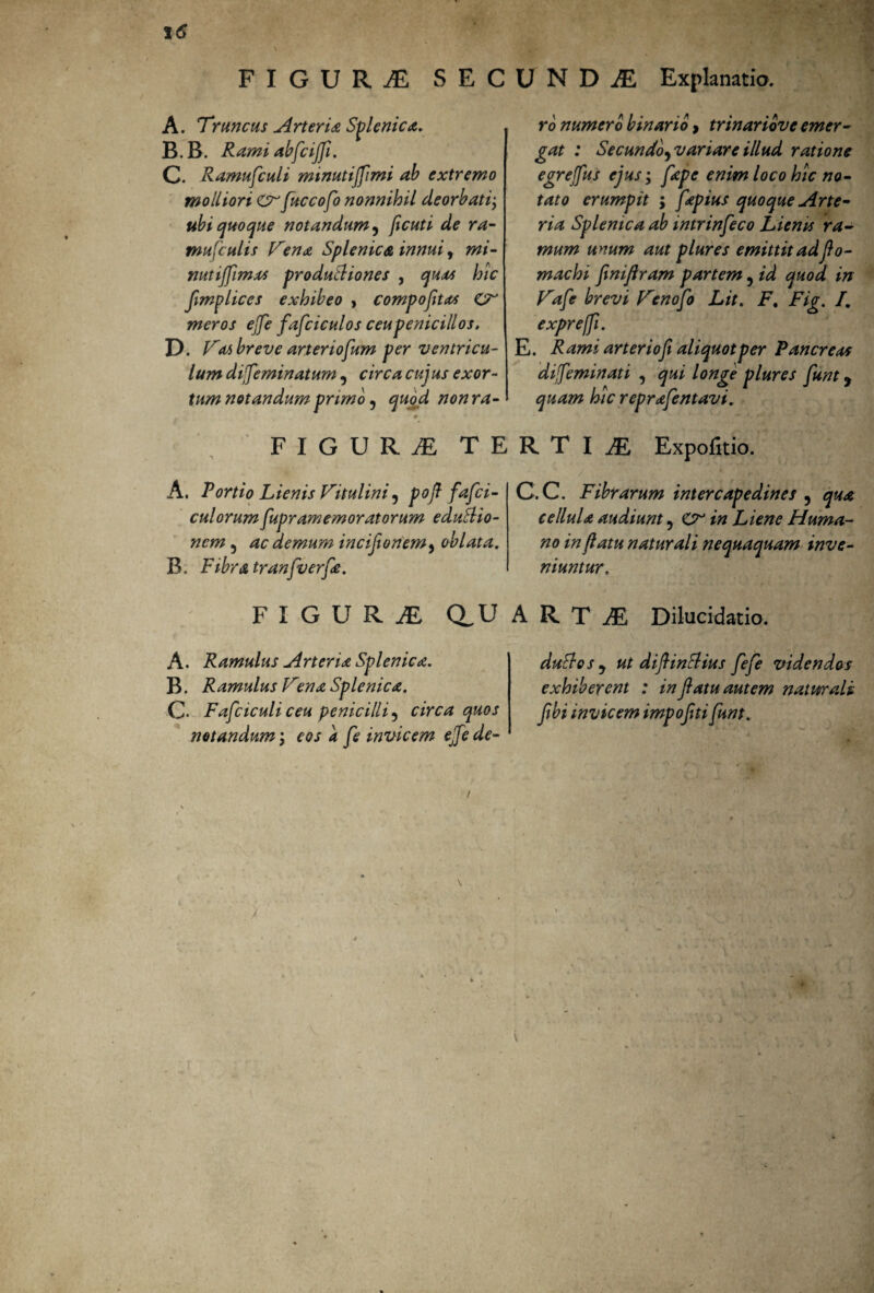 FIGURA S E C A. Truncus Arteria Splenie*. B. B. R ami abfeiffi. C. Ramufculi minutiffimi ab extremo molliori er fuccofo nonnihil deorbatiy ubi quoque notandum, ficuti de ra- mufculis Vena Splenica innui t mi- nutiffimxs produBiones , quas hic fimplices exhibeo , compofitas O meros ejfe fafciculos ceupenicillos. D. Vas breve arteriosum per ventricu¬ lum difeminatum , circa cujus exor¬ tum notandum primo, quod non ra- ■ 9 - FIGURA TE A. Portio Lienis Vitulini ? pofl fafei- culorumfupramemoratorum eduBio- nem 5 ac demum incijionem 5 oblata. B. Fibr&tranfverfa. FIGUR1 aU A. Ramulus Arteria Splenica. B. Ramulus V?na Splenica. C- Fafciculi ceu penicilli , circa quos notandum; eos a fe invicem ejfe de- U N D JE Explanatio. ro numero binario > trinariove emer¬ gat : Secundo^ vanare illud ratione egrejfus ejus; fape enim loco hic no¬ tato erumpit ; fapius quoque Arte¬ ria Splenica ab intrinfeco Lienis ra¬ mum unum aut plures emittit ad jlo- machi finifiram partem 5 id quod in Vafe brevi Vtnofio Lit. F. Fig. /. expreffi. E. Rami arter io fi aliquot per Pancreas difeminati , qui longe plures fiunt y quam hic reprafentavi. R T I JE Expolitio. C.C. Fibrarum intercapedines , qua cellula audiunt 5 O in Liene Huma¬ no in flatu naturali nequaquam inve¬ niuntur. ARTil Dilucidatio. duBoSj ut diflinBius fefe videndos exhiberent : in flatu autem natmali fibi invicem impofiti funt. \