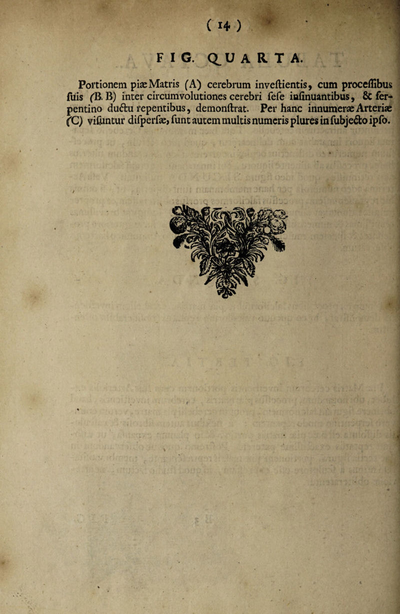 (1+) FIG. Q.UARTA. Portionem piae Matris (A) cerebrum inveftientis, cum proceflibus fuis (B. B) inter circumvolutiones cerebri fefe iafinuantibus, & fer- pentino duftu repentibus, demonftrat. Per hanc innumerae Arteriae fC) vifuntur difperfae, funt autem multis numeris plures in fubje&o ipfo. i Mr* i < ¥ m