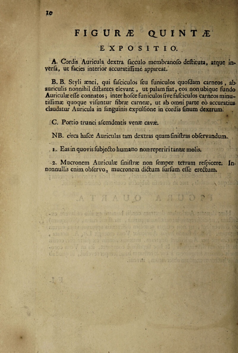 IO F I G U R M aU I N T M' E X P O SITIO. : ; •. •• ' \ ' 7 i A. Cordis Auricula dextra (acculo membranofb deftituta, atque in* verfa, ut facies interior accuratiflime appareat. B. B. Styli aenei, qui fafciculos (eu funiculos quofdam carneos , ab' auriculis nonnihil diftantes elevant, ut palam fiat, eos non ubique fundo Auriculae efle connatos; inter hofce funiculos (i vefafciculos carneos rninu- tiflimae quoque vifuntur fibrae carneae, ut ab omni parte eo accuratius claudatur Auricula in fanguinis expulfione in cordis finum dextrum: . . , . I * C. Portio trunci afeendentis venae cavae. . v? ► 4 •' -j “ ^ . . > . 1 * . i . i i i NB. circa hafce Auriculas tam dextras quam finiftras obfervandum.. . i... Eas in quovis fubje&o humano nonreperiri tantae molisi '-2. Mucronem Auricula finiftrae non (emper terram refpicere; In> nonnullis enim, obfervo.. mucronem di£fcum. furfum e(Te creatum* * * * i - ■ * ‘ c  , ' ' r. * i i .« < * - ■ i • r i i i i uH . . f ■ /V . N • 2 l ' > y m n I t J ■ 1 < / • / ^. ’ 1 . r . t  J ’ •« J ; / - * ' t •: i ‘• D'Ji iyi *• \ )t * u • i i « J tJAyg.p i». ‘ «