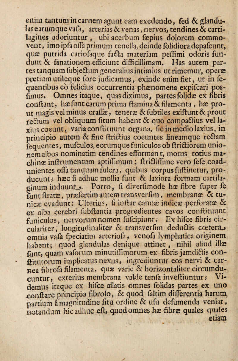 las earumque vafa, arterias & venas, nervos, tendines & carti¬ lagines adoriuntur , ubi acerbum fepius dolorem commo¬ vent, imo ipfia offa primum tenella, deinde folidiora depafcunt, quae putrida cariofaque fa£ta materiam peffimi odoris fun¬ dunt & fanationem efficiunt difficillimam. Has autem par¬ tes tanquam fubjeStum generalius intimius ut rimemur, operae pretiumutiieque fore judicamus, exinde enim fiet, ut in fe- quencibus eo felicius occurrentia phaenomena expifcari pos- fimus* Omnes itaque, quas diximus, partes folidae ex fibris conflant» hae funt earum prima flamina & filamenta , hx pro¬ ut magis vel minus crafiae, tenerae & fabriles exiftunt & prout reftum vel obliquum fitum habent & quo compa£fius vel la¬ xius coeunt, varia conftkuunt organa, fic in medio laxius, in principio autem & fine ftriftius coeuntes lineamque re&am fequentes, mufculos, eorumquefuniculos ob Aridiorem unio¬ nem albos nominarim tendines efformant, motus totius ma¬ chinae inftrumentum aptiffimum; Aridiffime vero fefe coad- unientes offa tanquamfulcra, quibus corpusfuftinetur, pro¬ ducunt i haec fi adhuc mollia funt <& laxiora formam cartila¬ ginum induunt_j. Porro, fi diverfimode hae fibre fuper fe fontftratae, praefertim autem transverfim, membranae Sc tu¬ nicae evadunt; Ulterius, fi inftar cannae indics perforatae Sc ex alba cerebri fubftanria progredientes cavos conftkuunt funiculos, nervorum nomen fufcipiunt* Ex hifce fibris cir- culariter, longitud in aliter Sc transverfim dedudis coeter&j omnia vafa fpeciatim arteriola* venofa lymphatica originem habent; quod glandulas denique attinet, nihil aliud illae fhnt, quam vaforum minutiffimorum ex fibris jamdidis con- ftitutorum implicatus nexus, ingrediuntur eos nervi & car¬ nea fibrofa filamenta, quae varie & horizontaliter circumdu¬ cuntur, exterius membrana valde tenfa inveftiuntur ,* Vi¬ demus itaque ex hifce allatis omnes folidas partes ex uno conflare principio fibrolo, & quod faltim differentia harum partium a magnitudine fitu ordine Sc ufu defumenda veniat, notandum hic adhuc eft, quod omnes hae fibrae quales quales etiam