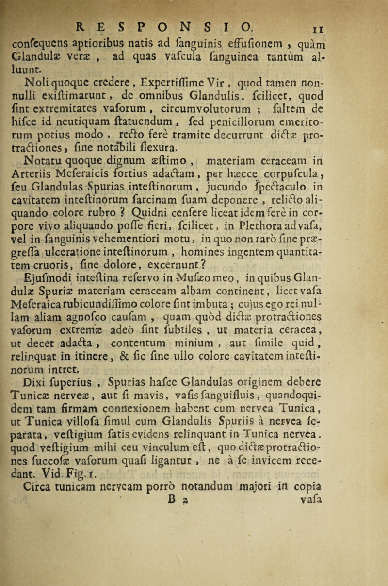 confequens aptioribus natis ad fanguinis effufionem , quam Glandulae verae , ad quas vafcula fanguinea tantum al¬ luunt. Noli quoque credere, Expertiflime Vir , quod tamen non¬ nulli exiftimarunt> de omnibus Glandulis, fcilicet, quod fint extremitates vaforum , circumvolutorum ; faltem de hifce id neutiquam ftatuendum , fed penicillorum emerito¬ rum potius modo , redo fere tramite decurrunt diftae pro¬ tractiones > fine notabili flexura. Notatu quoque dignum aeftimo , materiam ceraccam in Arteriis Meferaicis fortius adadam , per haecce corpufcula, feu Glandulas Spurias inteftinorum , jucundo fpedaculo in cavitatem inteftinorum farcinam fuam deponere , relido ali¬ quando colore rubro ? Quidni cenfere liceat idem fere in cor¬ pore vivo aliquando pofle fieri, fcilicet, in Plethoraadvafa, vel in fanguinis vehementiori motu, in quo non raro fine prx- grefla ulceratione inteftinorum , homines ingentem quantita¬ tem cruoris, fine dolore, excernunt? Ejufmodi inteftina refervo in Mufxo meo, in quibus Glan¬ dulas Spurii materiam ceraceam albam continent, licetvafa Meferaicarubicundiflimo colore fint imbuta; cujus ego rei nul¬ lam aliam agnofeo caufam , quam quod dictae protractiones vaforum extremx adeo fint fubtiles , ut materia ceracea, ut decet adada , contentum minium , aut fimile quid , relinquat in itinere, & fic fine ullo colore cavitatem intefti¬ norum intret. Dixi fuperius , Spurias hafce Glandulas originem debere Tunicaj nervea, aut fi mavis, vafisfanguifluis, quandoqui¬ dem tam firmam connexionem habent cum nervea Tunica, ut Tunica villofa fimul cum Glandulis Spuriis a nervea fe- parata, vcftigium fatis evidens relinquant in Tunica nervea. quod veftigium mihi ceu vinculum eft, quodid&protradio- nes fuccofae vaforum quafi ligantur > ne a fe invicem rece¬ dant. Vid.Fig, i. Circa tunicam nerveam porro notandum majori in copia JB z vafa