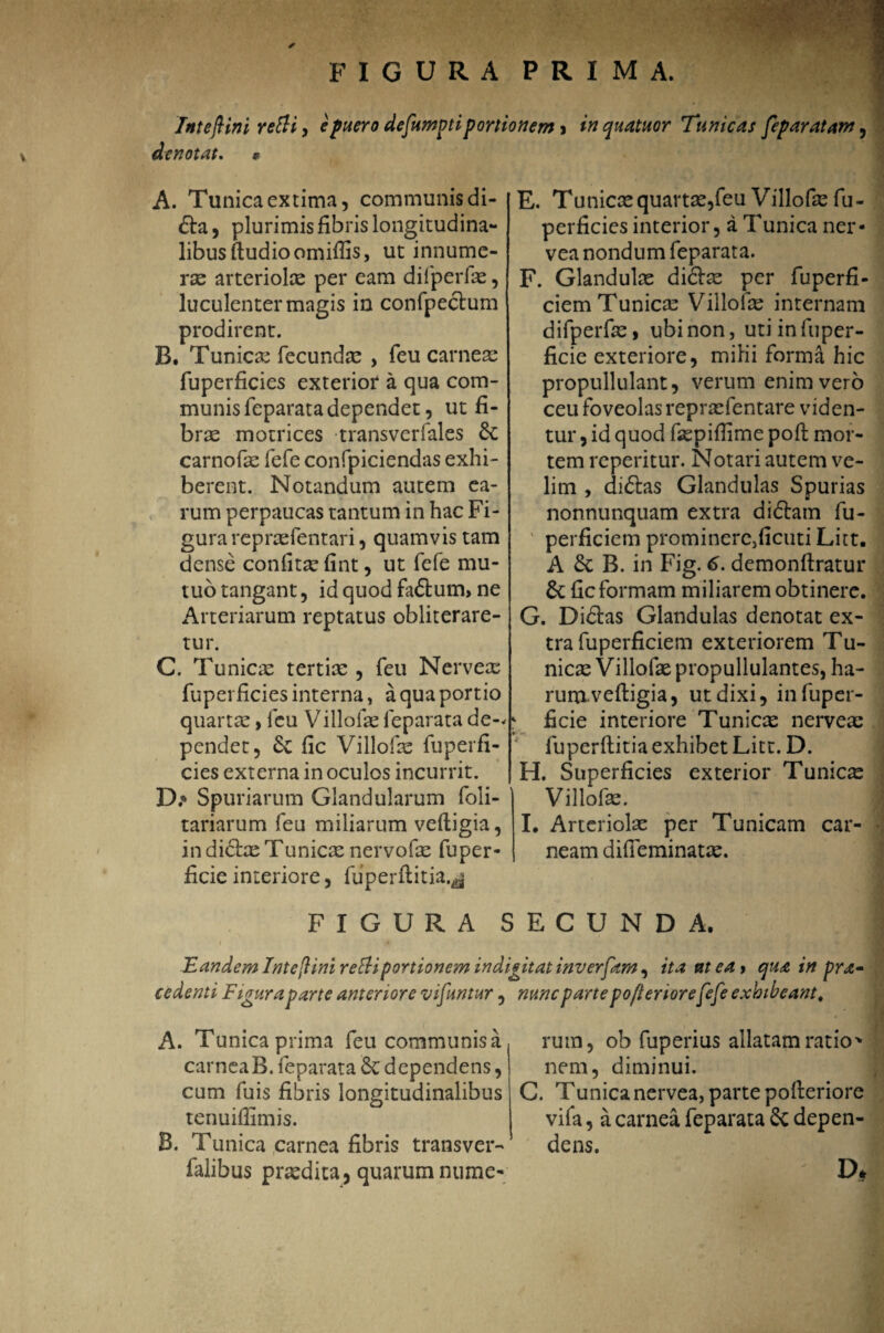 FIGURA PRIMA. ✓ V Intefini retti, e puero defumptiportionem , in quatitor Tunicas fepar at am, denotat. « A. Tunica extima, communis di- £ta, plurimis fibris longitudina¬ libus (ludio omiffis, ut innume¬ rae arteriolae per eam difperfae, luculenter magis in confpectum prodirent. B. Tunica fecundae „ feu carneae fuperficies exterior a qua com¬ munis feparata dependet, ut fi¬ brae motrices transverfales 6c carnofas fefe confpiciendas exhi¬ berent. Notandum autem ea¬ rum perpaucas tantum in hac Fi¬ gura repraefentari, quamvis tam dense confitae fint, ut fefe mu¬ tuo tangant, id quod fa&um, ne Arteriarum reptatus obliterare- tur. C. Tunicas tertiae , feu Nerveae fuperficies interna, a qua portio quartae> feu Villofae leparata de-* pendet, fic Villofae fuperfi¬ cies externa in oculos incurrit. D. * Spuriarum Glandularum foli- tariarum feu miliarum veftigia, in dictae Tunicae nervofae fuper- ficie interiore, fuperftitia.^ E. Tunicae quartae,feu Villofae fu¬ perficies interior, a Tunica ner- vea nondum feparata. F. Glandulae dictae per fuperfi- ciem Tunicae Villolae internam difperfae, ubi non, utiinfuper- ficie exteriore, mihi forma hic propullulant, verum enim vero ceu foveolas repraefentare viden¬ tur , id quod fsepiflime poft mor¬ tem reperitur. Notari autem ve¬ lim , dictas Glandulas Spurias nonnunquam extra didtam fu- perficiem prominere,ficuti Litt. A & B. in Fig. 6. demonftratur &; fic formam miliarem obtinere. G. Didtas Glandulas denotat ex¬ tra fuperficiem exteriorem Tu¬ nicas Villofae propullulantes, ha- rum veftigia, ut dixi, infuper- k ficie interiore Tunicae nerveae fuperflitia exhibet Litt. D. H. Superficies exterior Tunicas Villofae. ; I. Arteriolae per Tunicam car¬ neam difieminatae. FIGURA SECUNDA. Eandem Intejlini rettiportionem indigitat inverfam, ita at ea > qua in pra- cedenti Figura parte anteriore vifuntur, nunc parte pofteriore fefe exhibeant. A. Tunica prima feu communis a carnea B. feparata 8c dependens, cum fuis fibris longitudinalibus tenuiflimis. B. Tunica carnea fibris transver¬ salibus praedita, quarum nume¬ rum, ob fuperius allatam ratio' nem, diminui. C. Tunica nervea, parte pofteriore vifa, a carnea feparata 6c depen¬ dens. D*