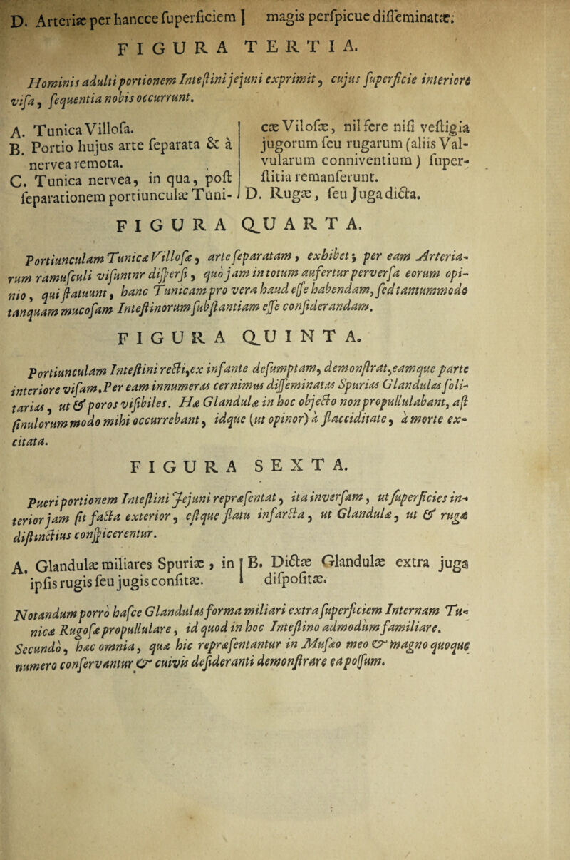 D. Arterix per hancce fuperficiera J magis perfpicue difleminatx; FIGURA TERTIA. Hominis adulti portionem IntefHni jejuni exprimit, cujus fupcrjicie interiori vifa, fequentia nobis occurrunt. A. Tunica Villofa. B. Portio hujus ane feparata £c a nervea remota. C. Tunica nervea, in qua, poft reparationem portiunculas Tuni- cseVilofx, nilfere nifi veftigia jugorum feu rugarum (aliis Val¬ vularum conniventium) fuper- ftitia remanferunt. D. Rugx, feu Juga dicla. figura clu arta. Portiunculam Tmica Villofa, arte feparatam, exhibet j fer eam Arteria¬ rum ramufculi vifuntnr difierfi, quo jam in totum aufertur perv erfa eorum opi¬ nio , qui ftatmnt, hanc Tunicam pro vera haud ejfe habendam, fedtantummodo tanquam mucosam InteJUnorumfubflantiam ejfe confiderandam. FIGURA OU I N T A» Portiunculam IntefiinireBi^ex infante defumptam, demonflrat^eamque parte interiore vifam.Per eam innumerat cernimus dijfeminatas Spurius Glandulas foli- t ari as, ut & foros viflbiles. Ha Glandula in hoc objetto nonpropullulabant, a fi ftnulorum modo mihi occurrebant, idque [ut opinor) a flaceiditate, d morte ex* citata. FIGURA SEXTA. Pueri portionem Inteftini Jejuni reprafentat, ita invsrfam, utfup er fi cies in- teriorjam fit f'abi a exterior, e fi que flatu infarBa, ut Glandula, ut & rugat dijhnftius condicerentur. A. Glandulas miliares Spurias , in j B. Di£he Glandulas extra juga ipfis rugis feu jugis confit». i difpofitx. Notandum porro hafce Glandula forma miliari extrafuperficiem Internam Tu* nica Rugofapropullulare, id quod in hoc Inteflino admodum familiare. Secundo, hac omnia, qua hic reprafentantur in Mufao meo Cr magno quoque numero confervanturCr cuivis deflderanti dem onft rare eapoffum.