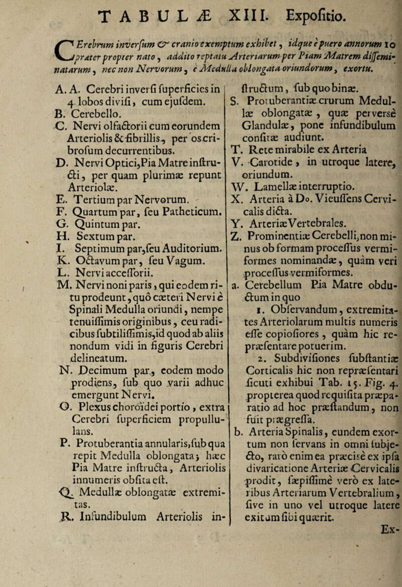 CErebrum inverfum Cr cranio exemptum exhibet, idqueepuero annorum io jr&ter propter nato , addito r eptatu Arteriarum per Piam Matrem dijfemi- natarum, nec non Nervorum , e Medulia oblongata oriundorum, exortu. A. A. Cerebri inverfi fuperficies in 4 lobos divifi, cum ejufdem. B. Cerebello. C. Nervi olfaCtorii cum eorundem Arteriolis 6c fibrillis., per oscri- brofum decurrentibus. D. Nervi Optici,Pia Matre inftru- Cti, perquam plurima repunt Arteriolae. E. Tertium par Nervorum. F. Quartum par, feu Patheticum. G. Quintum par. H. Sextum par. I. Septimum par,feu Auditorium. K. Octavum par, feu Vagum. L. Nervi acceflorii. M. Nervi noni paris, qui eodem ri¬ tu prodeunt, quo exteri N ervi c Spinali Medulla oriundi, nempe tenuifiimis originibus, ceu radi¬ cibus fubtiliffimis,id quod ab aliis nondum vidi in figuris Cerebri delineatum. N. Decimum par., eodem modo prodiens, fub quo varii adhuc emergunt Nervi. O. Plexus choroidei portio , extra Cerebri fuperficiem propullu- lans. P. Protuberantia annularis,fub qua repit Medulla oblongata > hxc Pia Matre inftruCta, Arteriolis innumeris obfitaeft. •Q^ Medullat oblongatx extremi¬ tas. i R. Infundibulum Arteriolis in- {Iru&um, fubquobinx. S. Protuberantix crurum MeduI- lx oblongatx , qux perverse Glandulx, pone infundibulum confitx audiunt. T. Rete mirabile ex Arteria V. Carotide , in utroque latere, oriundum. W. Lamellx interruptio. X. Arteria a Do. Vieuflens Cervi¬ calis diCta. Y. ArterixVertebrales. Z. Promincntix Cerebelli;non mi¬ nus ob formam procefius vermi¬ formes nominandx, quam veri procefius vermiformes. a. Cerebellum Pia Matre obdu¬ ctum in quo 1. Obfervandum, extremita¬ tes Arteriolarum multis numeris efie copiofiores , quam hic re- prxfentare potuerim. 2. Subdivifiones fubftantix Corticalis hic non reprxfentari ficuti exhibui Tab. 15. Fig. 4. propterea quod requifita prxpa* ratio ad hoc prxftandum, non fuit prxgrefia. b. Arteria Spinalis, eundem exor¬ tum non lervans in omni luhje- Cto, raio enim ea prxeise ex ipfa divaricatione Arterix Cervicalis .prodit, fxpiflime vero ex late¬ ribus Arteriarum Vertebralium, five in uno vel utroque latere exitum fiuiquxrit. Ex-