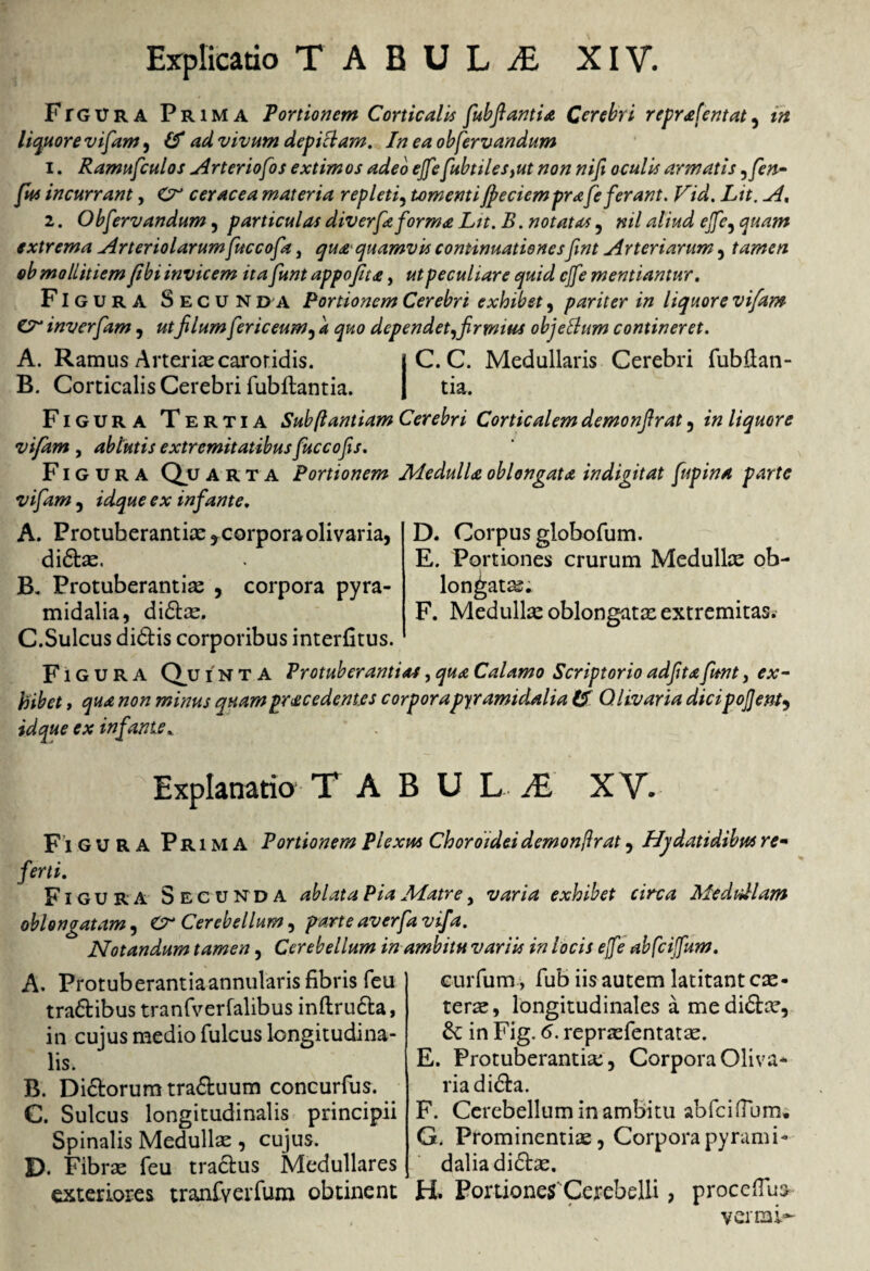 Ftgura Prima Tortionem Corticalis fubftantia Cerebri reprafentat , m liquore vifam ^ & ad vivum depictam. In ea observandum i. Ramufculos Arteriofos extimos adeo effefubtiles}ut non nifi oculis armatis ,fen- Jus incurrant, O ceracea materia repleti, tomenti jpeciemprafe ferant. Vid. Lit. A, i. Obfervandum, particulas diverfe forma Lit. B. notatas, nil aliud effe, quam extrema Arteriolarum fuccofa, qua quamvis continuationesfint Arteriarum , tamen ob mollitiem (ibi invicem ita funt appojita, ut peculiare quid effe mentiantur. Figura Secun da Tortionem Cerebri exhibet, pariter in liquore vifam Cr inverfam , utfilumfericeum, 4 ^0 dependet^frrnius objeBum contineret. A. Ramus Arterias carotidis. j C. C. Medullaris Cerebri fubftan- B. Corticalis Cerebri fubftantia. | tia. Figura Tertia Subftantiam Cerebri Corticalem demonfrat 3 in liquore vifam , ablutis extremitatibus fuccofis. Figura Qu arta Tortionem Medulla oblongata indigitat fupina parte vifam 3 idque ex infante. D. Corpus globofum. E. Portiones crurum Medullx ob¬ longatas; F. Medullae oblongatae extremitas. A. Protuberandae , corpora olivaria, didas. B. Protuberandas 3 corpora pyra¬ midalia, didas. C. Sulcus didis corporibus interfitus. Figura Qu i n t A Protub er antias, qua Calamo Scriptorio adfta funt, ex¬ hibet , qua non minus quampracedent.es corporapyramidalia Olivaria dicipojjent, idque ex infante * Explanatio T A B U L JE XV. Figura Prima Tortionem Tlexm Choroidei demonfrat 3 Hydatidibws re- feni. Figura Secunda ablata Pia Matre, varia exhibet circa Medullam oblongatam, C? Cerebellum, parte averfavifa. Notandum tamen 3 Cerebellum in ambitu variis in locis efe abfcijfum. A. Protuberantia annularis fibris feu tradibus tranfverfalibus inftruda, in cujus medio fulcus longitudina¬ lis. B. Didorum traduum concurfus. C. Sulcus longitudinalis principii Spinalis Medullae 3 cujus. D. Fibrae feu tradus Medullares curfum, fub iis autem latitant ex¬ terae, longitudinales a medidae, d: in Fig. 6. repraefentatae. E. Protuberantix, Corpora Oliva¬ ria dida. F. Cerebellum in ambitu abfcifTbm» G. Prominentiae, Corpora pyrami¬ dalia didas. JL 1 L/1 C\y 1CU Li ClvlUo ^ ■ exteriores tranfverfum obtinent H. XJortiones'Cerebelli, proceflus *7.<>rmi o vermi-