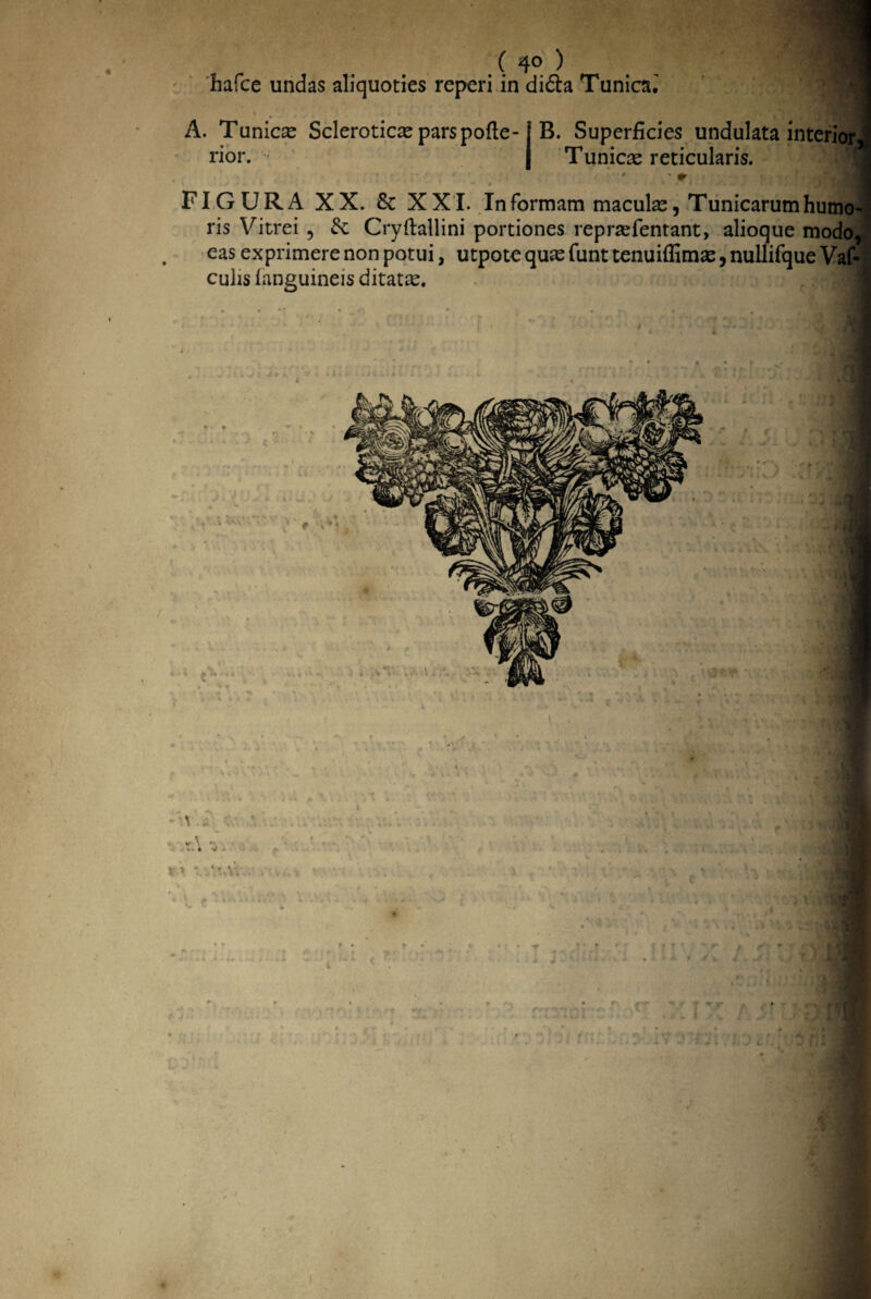 ( 4° ) hafce undas aliquoties reperi in difta Tunica. A. Tunica Scleroticasparspofte-j B. Superficies undulata interior J rior. •' I Tunicas reticularis. .1M FIGURA XX. &c XXI. In formam maculas, Tunicarum humo¬ ris Vitrei , Se Cryftallini portiones reprsefentant, alioque modo, eas exprimere non potui, utpote quas funt tenuiffimas, nullifque Vaf- culis (anguineis ditatas. i