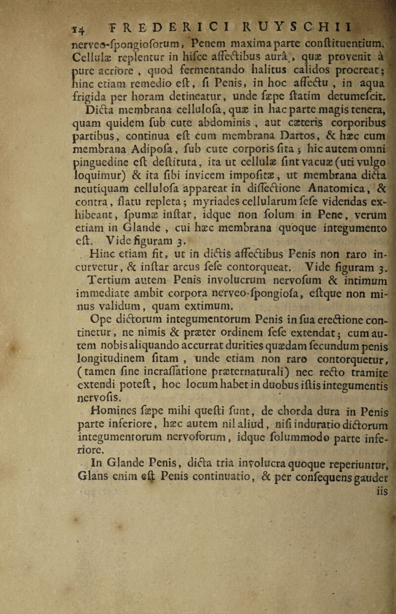 nerveo-fpongioforum, Penem maxima parte conftituentium. Cellulx replentur in hifce affectibus aura;, quae provenit a Eure acriore , quod fermentando halitus calidos procreat; inc etiam remedio eft, fi Penis, in hoc affeftu , in aqua frigida per horam detineatur, unde fepe ftatim detumefcit. Dicta membrana cellulofa, quae in hac parte magis tenera, quam quidem fub cute abdominis , aut exteris corporibus partibus, continua eft cum membrana Dartos, & haec cum membrana Adipofa, fub cute corporis fita; hic autem omni pinguedine eft deftituta, ita ut cellulae fint vacuae (uti vulgo loquimur) & ita fibi invicem impofitae, ut membrana difta neutiquam cellulofa appareat in difte&ione Anatomica, & contra, flatu repleta; myriades cellularum fefe videndas ex¬ hibeant, fpumx inftar, idque non folum in Pene, verum etiam in Glande , cui hxc membrana quoque integumento eft. Videfiguram 3. - 3 d Hinc etiam fit, ut in diftis affeftibus Penis non raro in¬ curvetur, & inftar arcus fefe contorqueat. Vide figuram 3. Tertium autem Penis involucrum nervofum & intimum immediate ambit corpora nerveo-fpongiofa, eftque non mi¬ nus validum, quam extimum. Ope dictorum integumentorum Penis in fua ereftione con¬ tinetur, ne nimis & prxter ordinem fefe extendat; cum au¬ tem nobis aliquando accurrat durities quxdam fecundum penis longitudinem fitam , unde etiam non raro contorquetur, (tamen fine incrafiatione prxternaturali) nec recfto tramite extendi poteft, hoc locumhabetinduobusiftisintegumentis nervo fis. Homines fxpe mihi quefti funt, de chorda dura in Penis parte inferiore, hxc autem nilaliud, nifiinduratiodiftorum integumentorum nervoforum, idque folummodo parte infe¬ riore. In Glande Penis, difta tria involucra quoque reperiuntur. Glans enim efj: Penis continuatio, & per confequensgaudet