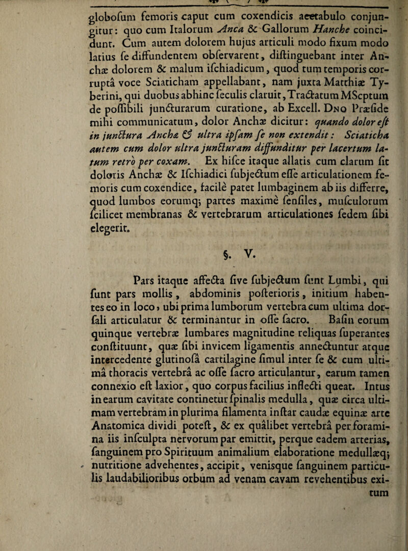 globofum femoris caput cum coxendicis acetabulo conjun¬ gitur: quo cum Italorum Anca & Gallorum Hanche coinci- dunt. Cum autem dolorem hujus articuli modo fixum modo latius fe diffundentem obfervarent, diftinguebant inter An- chx dolorem Sc malum ifchiadicum, quod tum temporis cor¬ rupta voce Sciaticham appellabant, nam juxta Matthiae Ty- berini, qui duobus abhinc feculis claruit,Tra&atumMScptum de poffibili juncturarum curatione, ab Excell. Dno Praefide mihi communicatum, dolor Anchae dicitur: quando dolor efi in junftura Ancha SS ultra ipfam fe non extendit: Sciaticha autem cum dolor ultra junSluram diffunditur per lacertum la¬ tum retro per coxam. Ex hifce itaque allatis cum clarum fit doloris Anchae Sc Ifchiadici fubjedlum efle articulationem fe¬ moris cum coxendice, facile patet lumbaginem ab iis differre, quod lumbos eorumqj partes maxime fenfiles, mufculorum fcilicet membranas & vertebrarum articulationes fedem Gbi elegerit. §. V. Pars itaque affe&a live fubje&um funt Lumbi, qui funt pars mollis , abdominis pofterioris, initium haben¬ tes eo in loco» ubi prima lumborum vertebra eum ultima dor- fali articulatur Sc terminantur in offe facro. Bafin eorum quinque vertebras lumbares magnitudine reliquas fuperantes conftituunt, quas fibi invicem ligamentis anne&untur atque intercedente glutinofa cartilagine fimul inter fe Sc cum ulti¬ ma thoracis vertebra ac offe facro articulantur, earum tamen connexio eft laxior, quo corpus facilius infle<5fi queat. Intus in earum cavitate continetur fpinalis medulla, quae circa ulti¬ mam vertebram in plurima filamenta inftar caudae equinae arte Anatomica dividi poteft, Sc ex qualibet vertebra per forami¬ na iis infculpta nervorum par emittit, perque eadem arterias, fanguinem pro Spirituum animalium elaboratione medullaeq*, - nutritione advehentes, accipit, venisque fanguinem particu¬ lis laudabilioribus orbum ad venam cavam revehentibus exi¬ tum