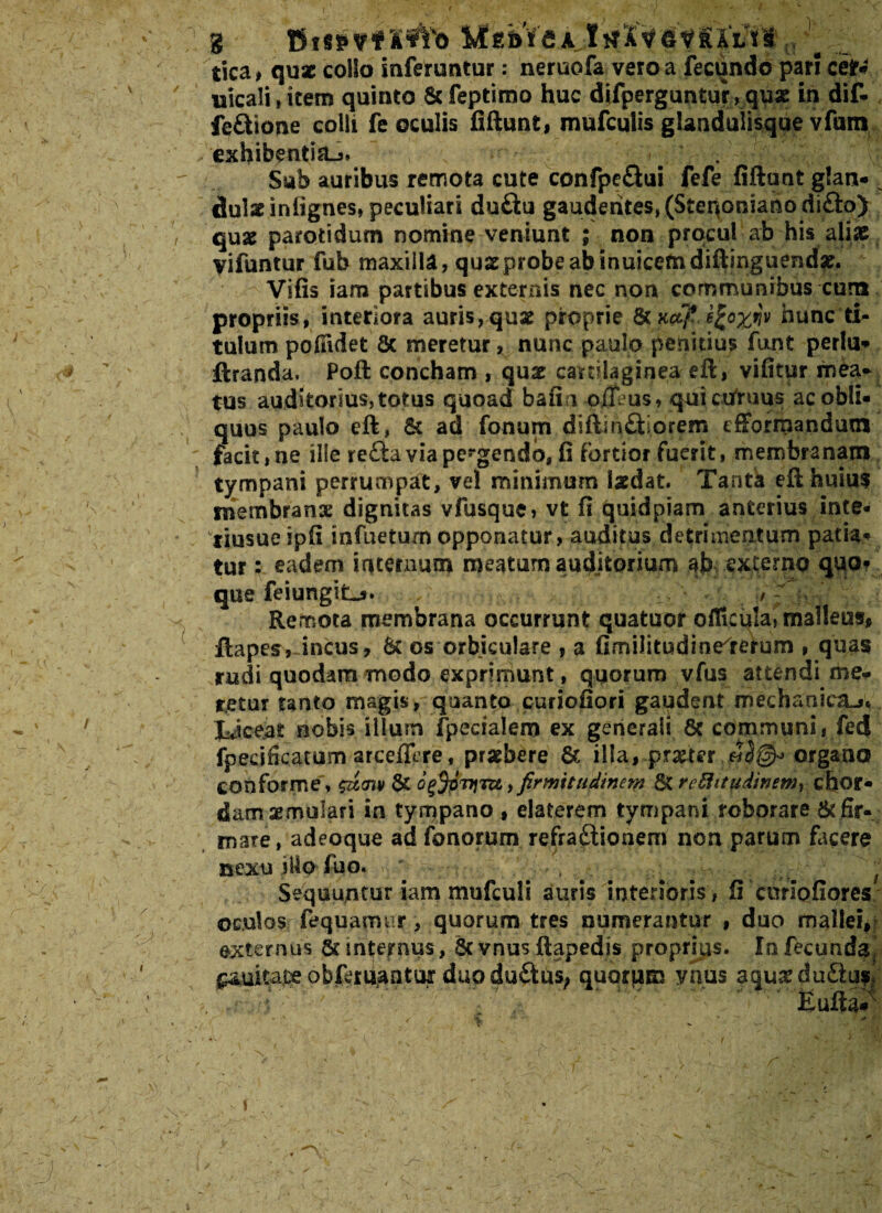g #b Me»VeijtWti«V«i 111 tica* quae collo inferuntur: neruofa vero a fecundo pari ceiN uicali,item quinto Scfeptimo huc difperguntur,quae in dif- fe&ione colli fe oculis fiftunt, mufculis glandulisque vfum exhibentia^. . U Sub auribus remota cute confpe&ui fefe fiftunt g!an* dulae inlignes» peculiari duftu gaudentes, (Steqoniano difto) quae parotidum nomine veniunt ; non procul ab his aliae yifuntur fub maxilla, quae probe ab inuicefndiftinguendae. Vifis iam partibus externis nec non communibus cum propriis, interiora auris,qux proprie 8t u#}*. hunc ti¬ tulum poffidet 8c meretur, nunc paulo penitius funt perlu- ftranda, Poft concham , quae cartilaginea eft, vifitur mea» tus auditorius,totus quoad bafin ofleus, quictfruus ac obli¬ quus paulo eft, & ad fonum diftin&iorem efformandum facit, ne ille re£ta via pe“gendo, fi fortior fuerit, membranam tympani perrumpat, vel minimum laedat. Tanta eft huius membranx dignitas vfusque, vt fi quidpiam anterius inte- 'tiusue ipfi infuetum opponatur, auditus detrimentum patia¬ tur ; eadem internum meatum auditorium ab externo quo» que feiungiL-s. t- Remota membrana occurrunt quatuor officina, malleus, ftapes, incus, & os orbiculare , a fimilitudinelrerum , quas rudi quodammodo exprimunt, quorum vfus attendi me¬ tetur tanto magis, quanto curiofiori gaudent mechanicae IJceat nobis illum fpecialem ex generali & communi, fed fpeciScatum arceffere, praebere & illa» pra^ier organo conforme , &im & , firmitudinem St reEUtudinemy chor¬ dam xmulari in tympano , elaferem tympani roborare & fir¬ mare, adeoque ad fonorum refraftionem non parum facere nexu illo fuo. • 'v ; Sequuntur iam mufculi auris interioris , fi curiofiores oculos fequanm.r, quorum tres numerantur , duo mallei, externus & mternus, & vnus ftapedjs proprius. Infecundf\ ^ukate obferdaatur duodu&us, quorum ynus aquxdu&uf* \ ' Eufta*