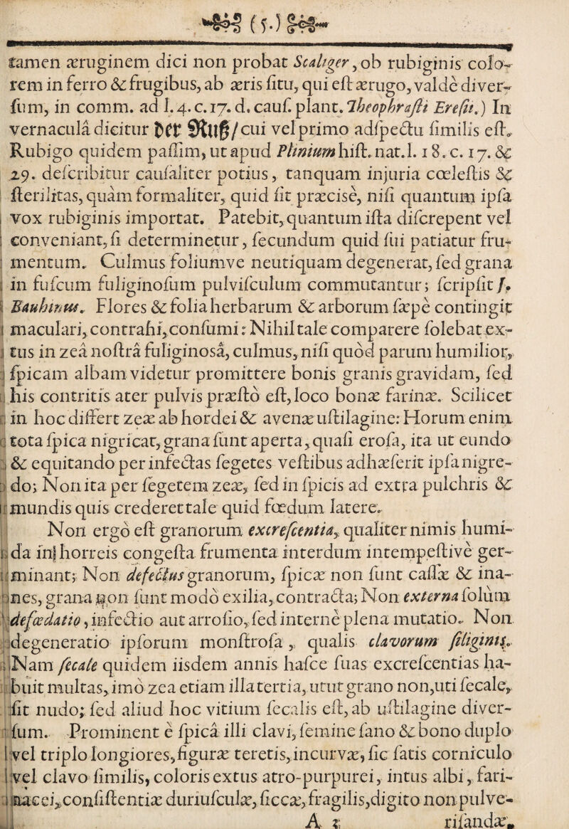 tamen asruginem dici non probat Scal/ger^ oh rubiginis colo- rem in ferro <Sc frugibus, ab ^eris litu, qui eft xrugo, valde diver- fum, in comm. ad L4-c,ij.d*cauCflanulheophra^f ErefSi,) In vernacula dicitur iftu§/ciu vel primo adfpedu limilis eil<. Rubigo quidem paffim, ut apud nat.l. 18. c. 17. & 29. deicribitur caiifaiiter potius, tanquam injuria coeleftis & flerilitas, quam iormaliterj quid iit pr^cise, niii quantum ipfa vox rubiginis importat. Patebit, quantum ifta diferepent vel conveniant,fi determinetur, fecundum quidiiii patiatur frm mentum.. Culmus foiiumve neutiquam degenerat, fed grana in fufeum fuliginofiim pulvifculum commutantur; feripiit/. S BAuhinm, Flores & folia herbarum & arborum fape contingit maculari, contrafiijConfumir Nihil tale compatere folebatex- tus in zeanoftra fuliginosa, culmus, nifi quod parum humilior^ ipicam albam videtur promittere bonis granis gravidam, fed his contritis ater pulvis pratftb eft, loco bonat farinx. Scilicet cl in hoc differt zex ab hordei &: avenas uftilagine: Horum enim dj tota fpicanigricatjgrana funt aperta, quali erofa, ita ut eundo & equitando per infectas fegetes veftibus adh^ferit ipfa nigre¬ do; Non ita per fegetem zeae, fed in fpicis ad extra pulchris I mundis quis crederet tale quid foedum latere. Non ergo eft granorum excrefcentiaj qualiter nimis humi- da in| horreis congefta frumenta interdum intempeftive ger- i minant; Non defeMtis ^ranommy Ipica non funt caffx & ina¬ nes, grana g.on liintmodd exilia, contrada; Non €xtcrna(o\\im defcedaiio, infeiiio aut arrolio, fed interne plena mutatio.^ N011 degeneratio ipforum monftrofa ,, qualis cUvorum Nam fccaie quidem iisdem annis hafce fuas excrelcentias ha¬ buit multas, imo zea etiam illa tertia, urut grano non,uti fecale, fit nudo; fed aliud hoc vitium fccalis eft, ab uftilagine diver- lum. Prominent e fpica illi clavftleminefano&ibono duplo I vel triplo longiores,figura teretis,incurva, fic fatis corniculo l|vel clavo limilis, coloris extus atro-purpurei, intus albi, fari- '.liaiceftconfiftentia duriufcula, fieca, fragilis,digito non pulve¬ ri A t; rifanda.