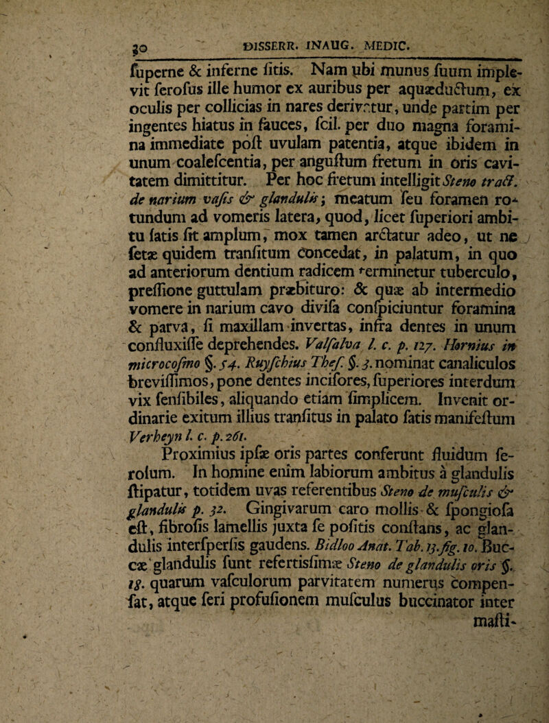 3° fupcme & inferne litis. Nam ubi munus fuum imple¬ vit ferofus ille humor ex auribus per aquseduflum, ex oculis per collicias in nares dcrivr.tur, unde partim per ingentes hiatus in fauces, fcil. per duo magna forami¬ na immediate poft uvulam patentia, atque ibidem in unum coalefcentia, per anguftum fretum in oris cavi¬ tatem dimittitur. Per hoc fretum intelligitJ’/m> traft. de narium vafis & glandulis; meatum feu foramen n> tundum ad vomeris latera, quod, licet fuperiori ambi¬ tu fatis fit amplum, mox tamen ar&atur adeo, ut ne fetas quidem tranfitum Concedat, in palatum, in quo ad anteriorum dentium radicem terminetur tuberculo, preffione guttulam praebituro: & quae ab intermedio vomere in narium cavo divifa confpiciuntur foramina & parva, fi maxillam invertas, infra dentes in unum confluxifle deprehendes. Val/alva l. c. p. n/. Hornius in microcofmo §. S4- Ruyfchius Thef. §. 3. nominat canaliculos brevilTimos,pone dentes incifores, fuperiores interdum vix fenfibiles, ahquando etiam fimplicera. Invenit or¬ dinarie exitum illius tranfitus in palato fatis manifefrum Verheyn /. c. p. 261* Proximius ipfae oris partes conferunt fiuidum fe- rofum. In homine enim labiorum ambitus a glandulis ftipatur, totidem uvas referentibus Stem de mufculis & glandulis p. 32. Gingivarum caro mollis & Ipongiofa . eft, fibrofis lamellis juxta fe politis conftans, ac glan¬ dulis interfperlis gaudens. Bidloo Anat. Tab. rj.fig. 10. Buc¬ cae’glandulis funt refertisfim ■x. St e no de glandulis oris §. ig. quarum vafculorum parvitatem numerus compen- fat, atque feri profufionem mufculus buccinator inter malli-