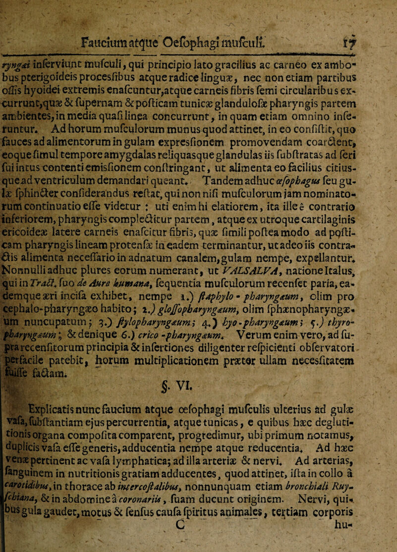 Faticmm atque Oefopfiagi mufcull if ryngm inferviunt mufculi, qui principio lato gracilius ac carneo ex ambo¬ bus pterjgQideisproeesfibus atque radice linguas, nec non etiam partibus offis hyoidei extremis enafeuntur,atque carneis fibris femi circularib u s ex¬ currunt,quae & (upernam &perticam tunicas glandulofae pharyngis partem ambientes,inmedia qoafilinea concurrunt, in quam edam omnino infe¬ runtur* Ad horum mufculorum munus quod attinet, in eo confidit, quo fauces ad alimentorum in gulam expresfionem promovendam coardlent, eoque fimul tempore amygdalas reiiquasque glandulas iis fubrtratas ad feri fui intus contentiemisfionem eonrtringant, ut alimenta eo facilius citius- quead ventriculum demandari queant* Tandem adhuc cefopbagus feu gu¬ lae fphinfterconfiderandus reflat, qui non rtifi miifculorum jam nominato¬ rum continuatio effe videtur : uti enim hi elatiorem, ita ille e contrario inferiorem, pharyngis compleditur partem, atque ex utroque cartilaginis ericoideas latere carneis enafcitur fibris, quas fimiliporteamodo adpqfli- cam pharyngis lineam protenfe ineadem terminantur, ut adeo iis contra¬ dis alimenta neceiTario in adnatum canalem,gulam nempe, expellantur* Nonnulli adhuc plures eorum numerant , ut VAL$ALVA> natione Italus, qui in TraSf* fuo de Aure humana, fequenda mufculorum recenfet paria, ea- demque seri incila exhibet, nempe i*) ftaphylo - pharyngeum, olsm pro cephalo-pharyngaeo habito ; i,) gloj/opharyngeum, olim fphaenopharyngx- um nuncupatum ; ftylopharyngeum,* 4A) hyo-pharyngeum * $,) thyro¬ pharyngeum ; & denique 6.) crico -pharyngeum* Verum enim vero, ad fu- prarecenfitorum principia & inferdones diligenter relpicienti obfervatori ■facile patebit, horum multiplicationem praeter ullam necesficatem e fadhmu ? . •' 7 §. VI. Explicatis nunc faucium atque cefophagi mufculis ulterius ad gulas vafa,fubHantiam ejus percurrentia, atque tunicas, e quibus haec degluci- tionisorgana compofita comparent, progredimur, ubi primum notamus, duplicisvafa eiregeneris,adducentia nempe atque reducentia* Ad haec venae pertinent ac vafa lymphatica; ad illa arteriae & nervi* Ad arterias, fenguinem in nutritionis gratiam adducentes, quod attinet, ifta in collo a carotidibus>\n thorace ab intercofialibtu, nonnunquam etiam bronchiali Ruy- fchianay & in abdomine a coronariis, Fuam ducunt originem. Nervi, qui*, bus gula gaudet, motus & fenfus caufa fpiritus animales, tertiam corporis C hu-
