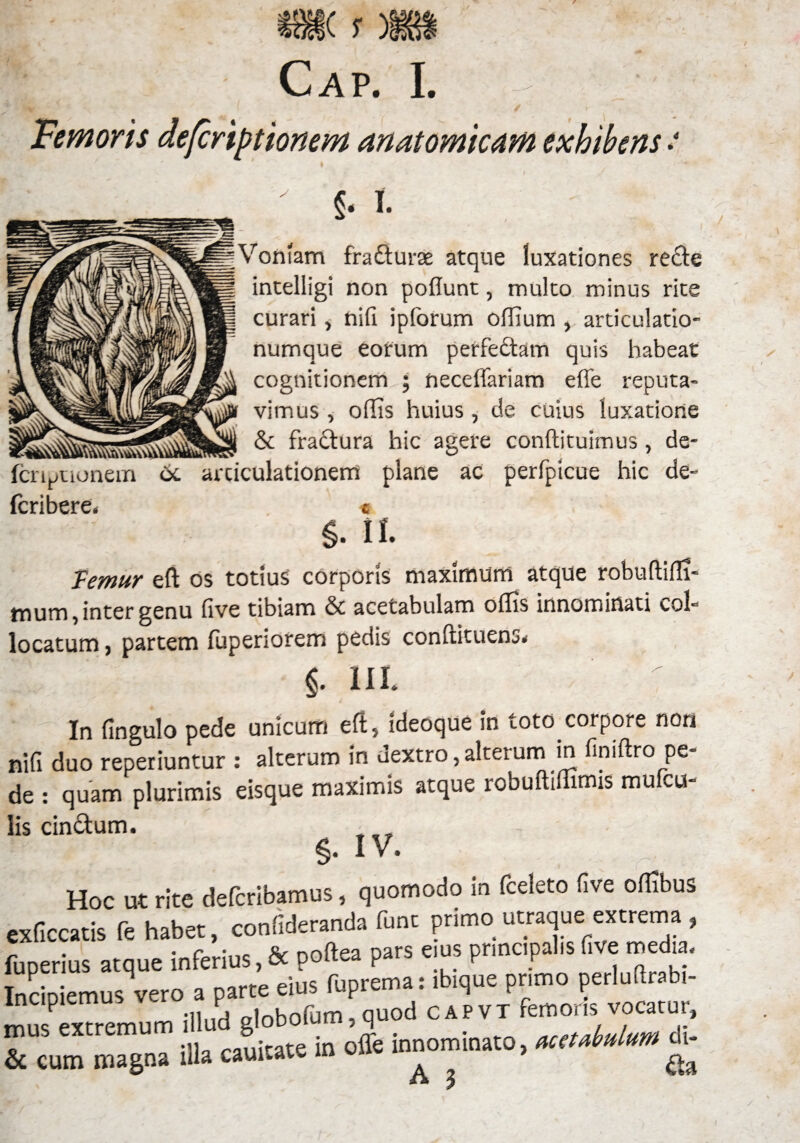 ti ^AP‘ k Femoris defcripttonem anatomicam exhibens : I fcnPuonem fcribere. 6c Voniam frafturse atque luxationes recte intelligi non poflunt, multo minus rite curari, nifi ipfcrum offium , articulatio¬ numque eorum perfedtam quis habeat cognitionem ; neceffariam effe reputa¬ vimus , offis huius, de cuius luxatione & fractura hic agere conftituimus, de- arciculationem plane ac perfpicue hic de- Temur eft os totius corporis maximum atque robuftifti- mum, inter genu five tibiam & acetabulam offis innominati col¬ locatum , partem fupenorem pedis conftituens. §. m. In fingulo pede unicum eft, ideoque in toto,corpore non nifi duo reperiuntur : alterum in dextro,alterum in finiftro pe¬ de : quam plurimis eisque maximis atque robuftiffimis mufcu- lis cin&um. §• IV. Hoc ut rite defcribamus, quomodo in fceleto five offibus jxficcatis fe habet, confideranda funt primo utraque extrema , uperius atque inferius, & poftea pars e.us pnncpal.s five medo. nciniemus vero a parte eius fuprema: ibique primo perluffiabi- ncipiemu P f d c A P v t femoris vocatur, nus extremum illud gioDoiu , m _ . . Luium Hi- , ;iio r-juitate in ofle innominato, acetavmum ui-