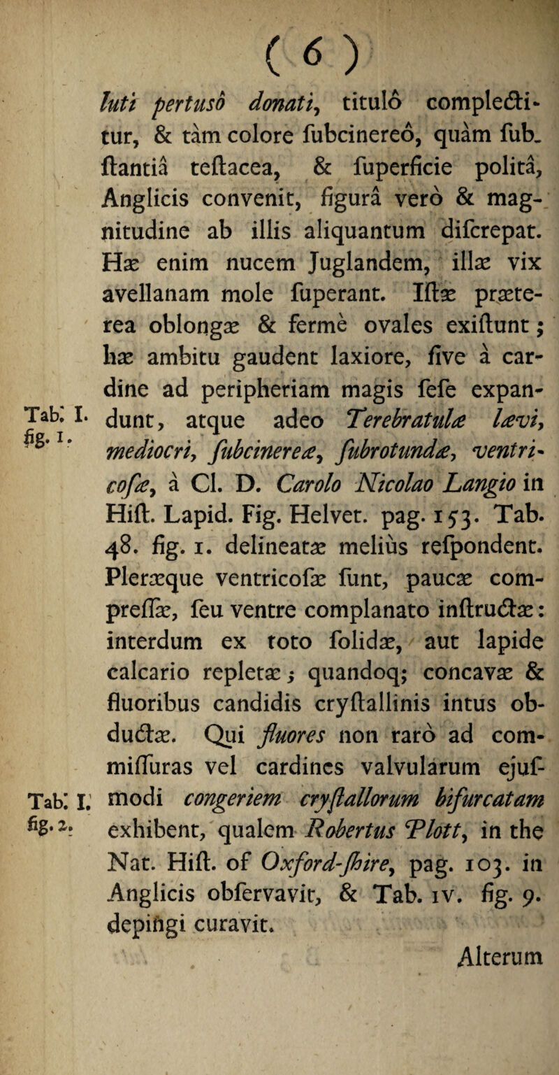 Tab; I 1 • Tabi fig. z. ( <5 ) luti pertuso donat i, titulo complebi¬ tur, & tam colore fubcinereo, quam fub. flantia teftacea, & fuperficie polita, Anglicis convenit, figura vero & mag¬ nitudine ab illis aliquantum difcrepat. Hae enim nucem Juglandem, illx vix avellanam mole fuperant. Iftse praete¬ rea oblongse & ferme ovales exiftunt; hx ambitu gaudent laxiore, five a car¬ dine ad peripheriam magis fefe expan- • dunt, atque adeo Terebratulre Itevi, mediocriy fubcinerete, fubrotundgy ventri- cofey a Cl. D. Carolo Nicolao Langio in Hifl:. Lapid. Fig. Helvet. pag. 153. Tab. 48. fig. 1. delineate melius refpondent. Pleraeque ventricofae funt, paucae com- preflk, feu ventre complanato inftrubae: interdum ex toto folidae, aut lapide calcario repletae,* quandoq; concava & fluoribus candidis cryftallinis intus ob- dubae. Qui fluores non raro ad com- mifluras vel cardines valvularum ejuf- r modi congeriem cryflallorum bifurcatam exhibent, qualem Robertus Tlott, in the Nat. Hifl. of Oxford-Jhirey pag. 103. in Anglicis obfervavit, & Tab. iv. fig. 9. depifigi curavit. Alterum