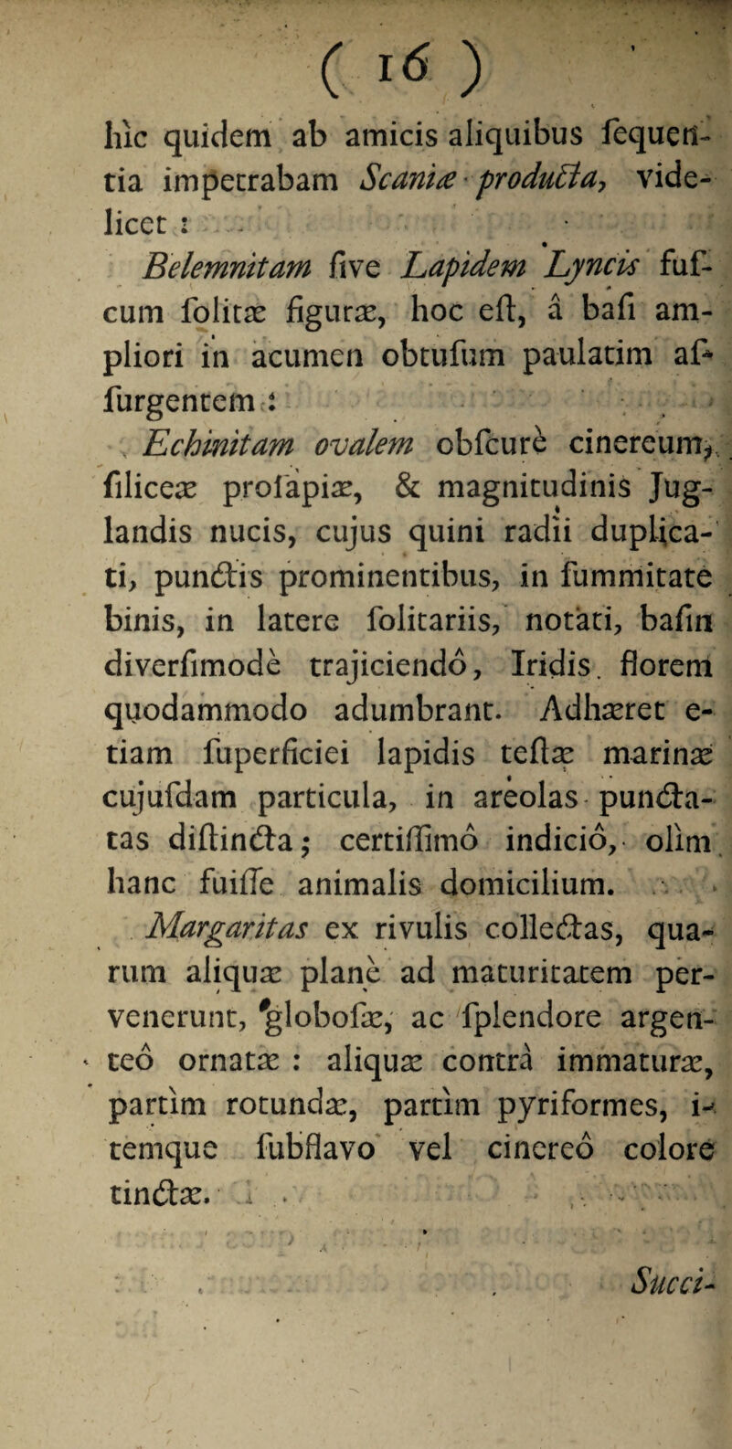 hic quidem ab amicis aliquibus fequeil- tia impetrabam Scariue produEta, vide¬ licet i - Belemnitam five Lapidem Lyncis fuf- cum folitac figurae, hoc eft, a bafi am¬ pliori ia acumen obtufum paulatim af* j i t « furgentem ■: Echinitam ovalem obfcure cinereum^ (iliceae profapiae, & magnitudinis Jug¬ landis nucis, cujus quini radii duplica¬ ti, pundis prominentibus, in fummitate binis, in latere folitariis, notati, bafin diverfimode trajiciendo, Iridis, florem quodammodo adumbrant. Adhaeret e- tiam fuperficiei lapidis tefiae marinae cujufdam particula, in areolas punda- tas diftinda,* certiflimo indicio, olim hanc fuifle animalis domicilium. Margaritas ex rivulis colledas, qua¬ rum aliqua! plane ad maturitatem per¬ venerunt, 'globofae, ac 'fplendore argen- ' teo ornatae : aliquae contra immaturae, partim rotundae, partim pyriformes, w temque fubflavo vel cinereo colore tindae. i .. • Succi